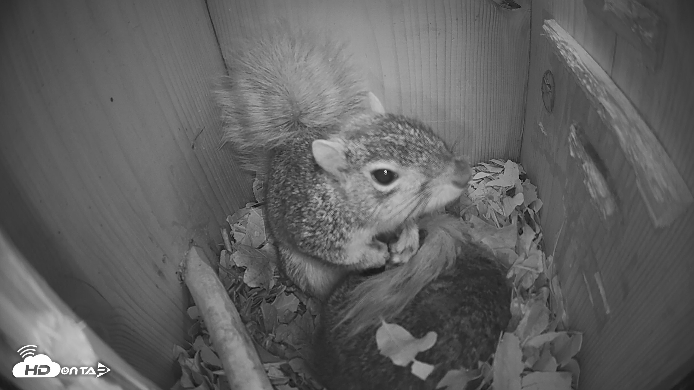 Snapshot of Eastern Screech Owl Nest Box Live Webcam taken Jan 25, 2026, 3:24am CST