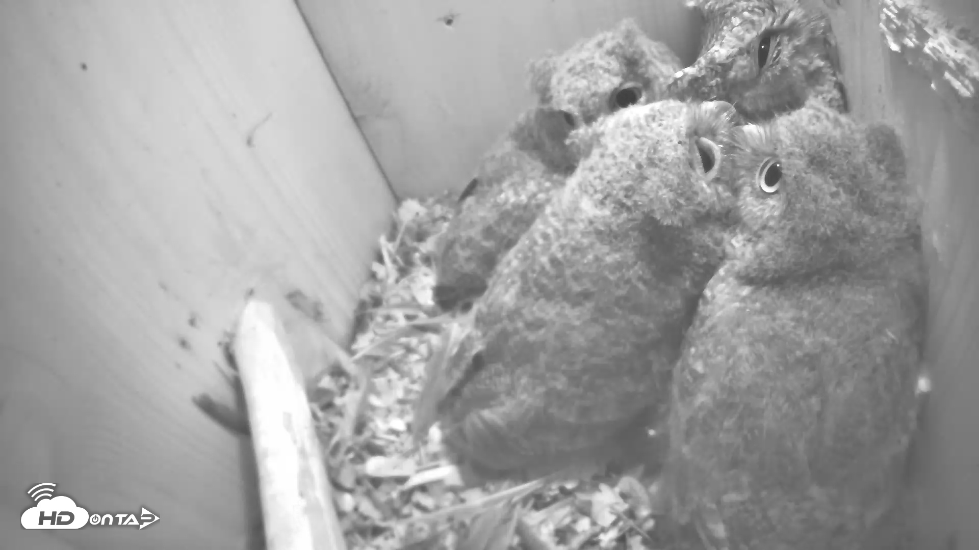 Snapshot of Eastern Screech Owl Nest Box Live Webcam taken Apr 28, 2025, 5:08am CDT