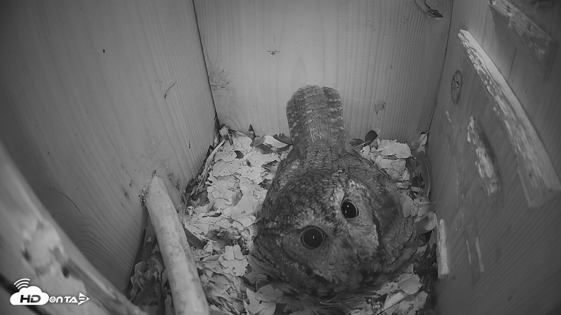 Snapshot of Eastern Screech Owl Nest Box Live Webcam taken Mar 7, 2026, 6:28am CST