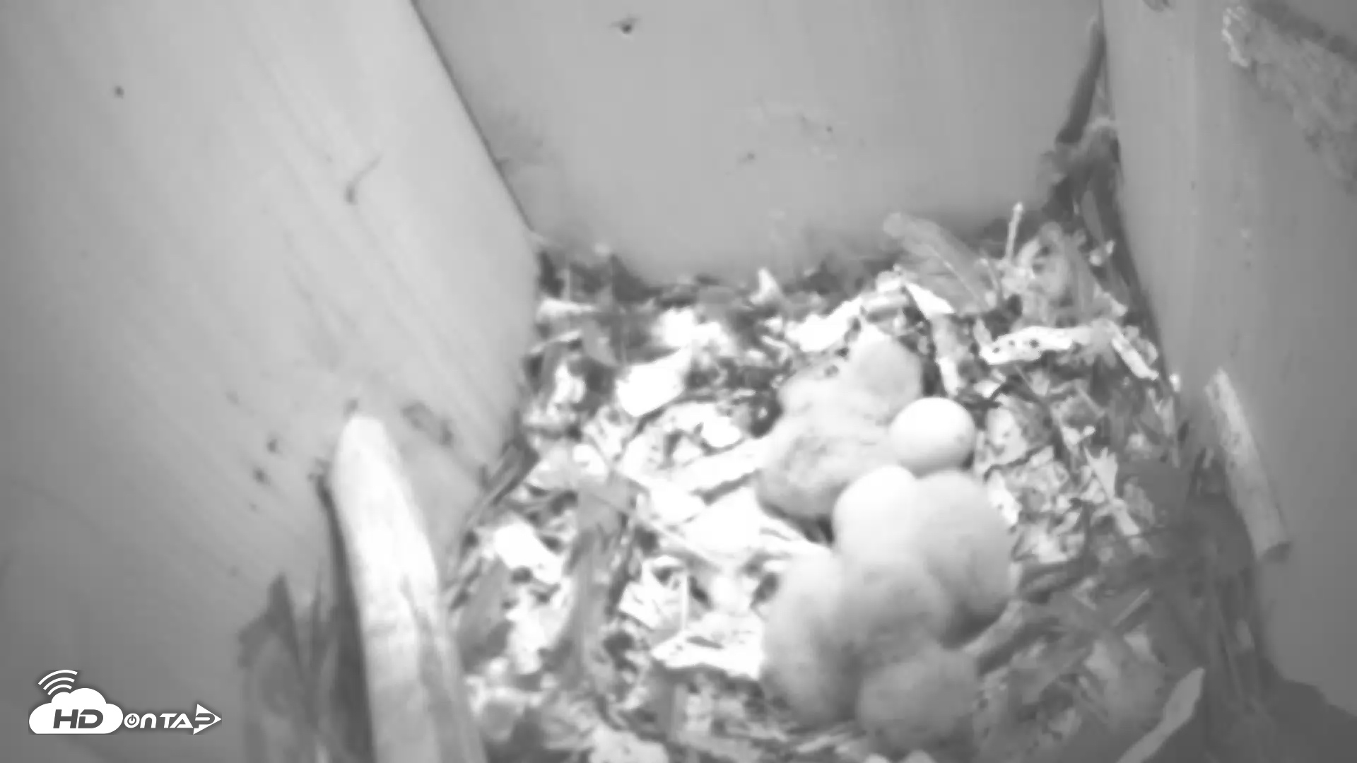 Snapshot of Eastern Screech Owl Nest Box Live Webcam taken Apr 1, 2025, 9:46pm CDT