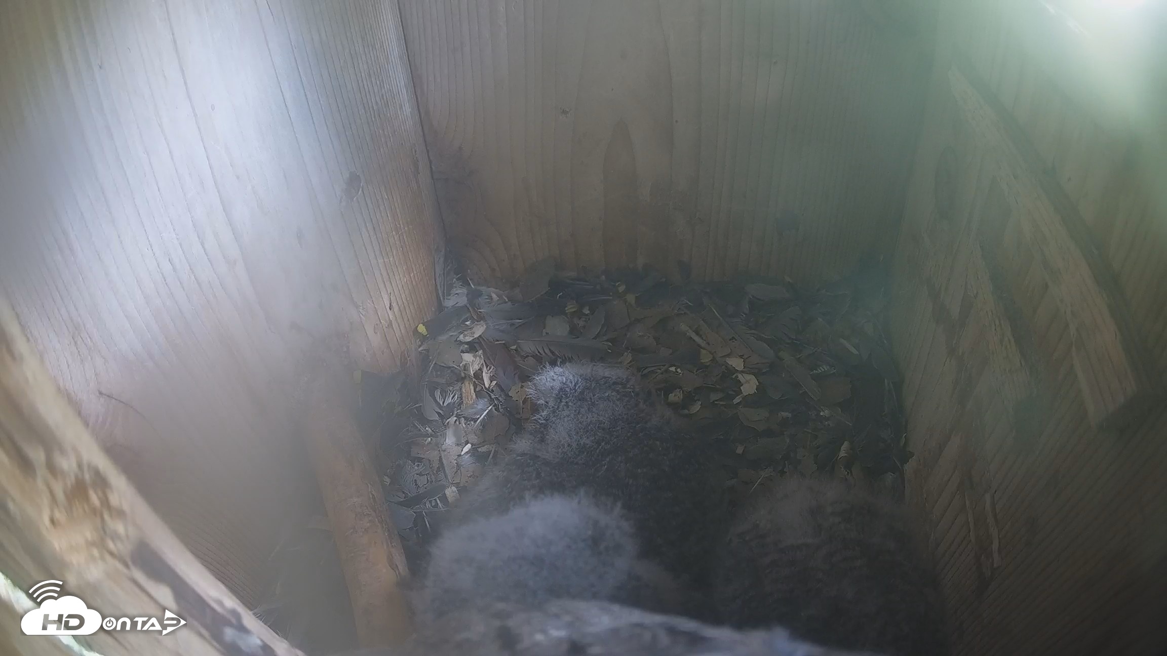 Snapshot of Eastern Screech Owl Nest Box Live Webcam taken Apr 10, 2026, 11:57am CDT