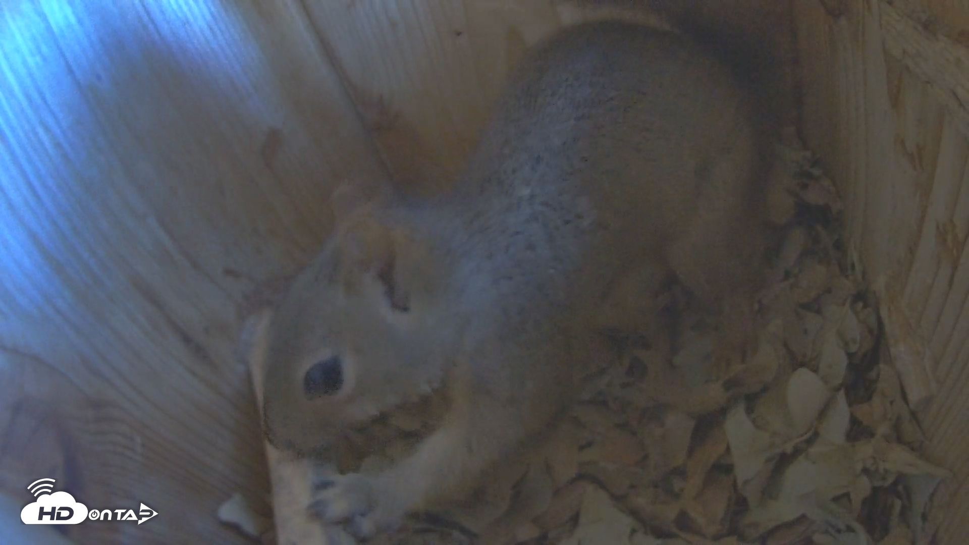 Snapshot of Eastern Screech Owl Nest Box Live Webcam taken Nov 27, 2025, 1:26pm CST