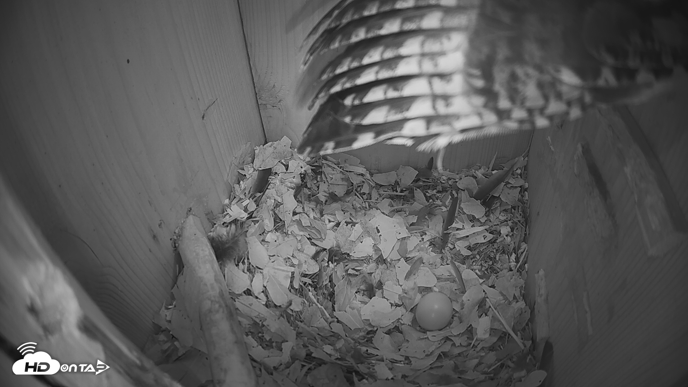 Snapshot of Eastern Screech Owl Nest Box Live Webcam taken Feb 15, 2026, 1:46am CST