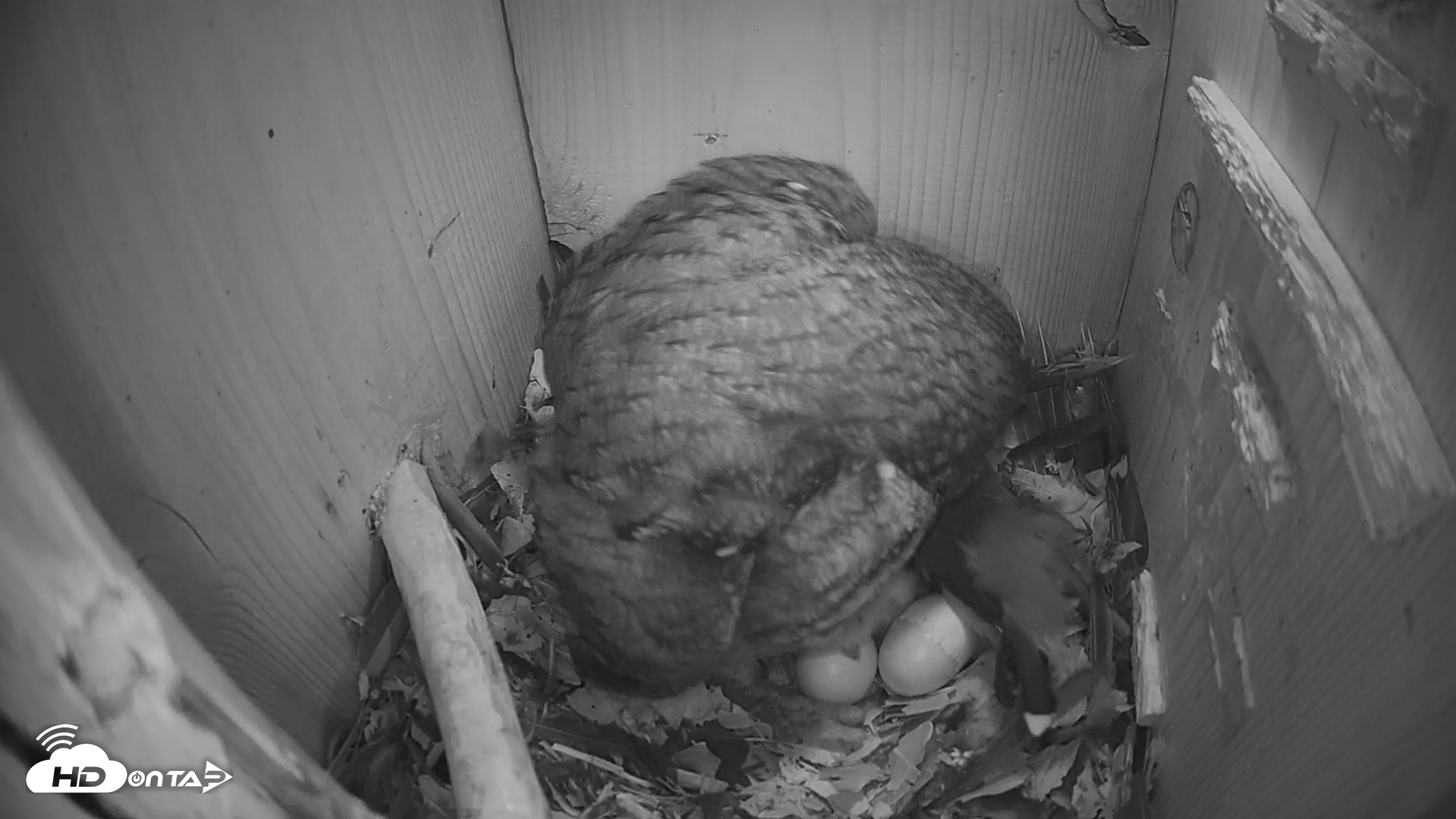 Snapshot of Eastern Screech Owl Nest Box Live Webcam taken Mar 19, 2026, 6:46am CDT