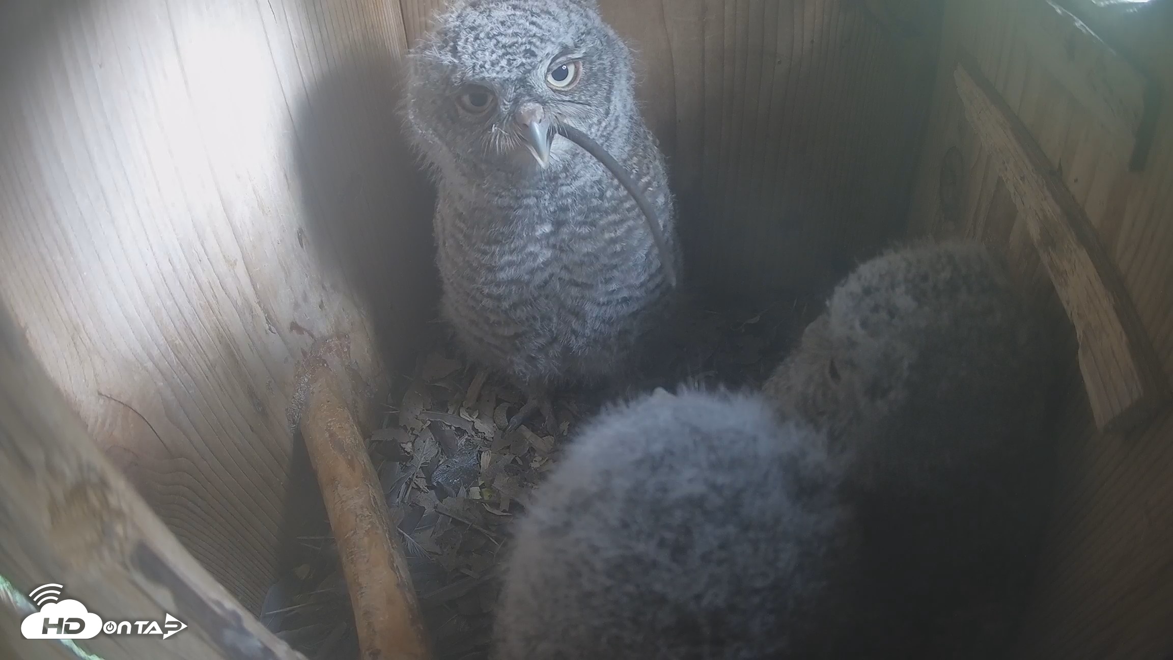 Snapshot of Eastern Screech Owl Nest Box Live Webcam taken Apr 17, 2026, 1:31pm CDT