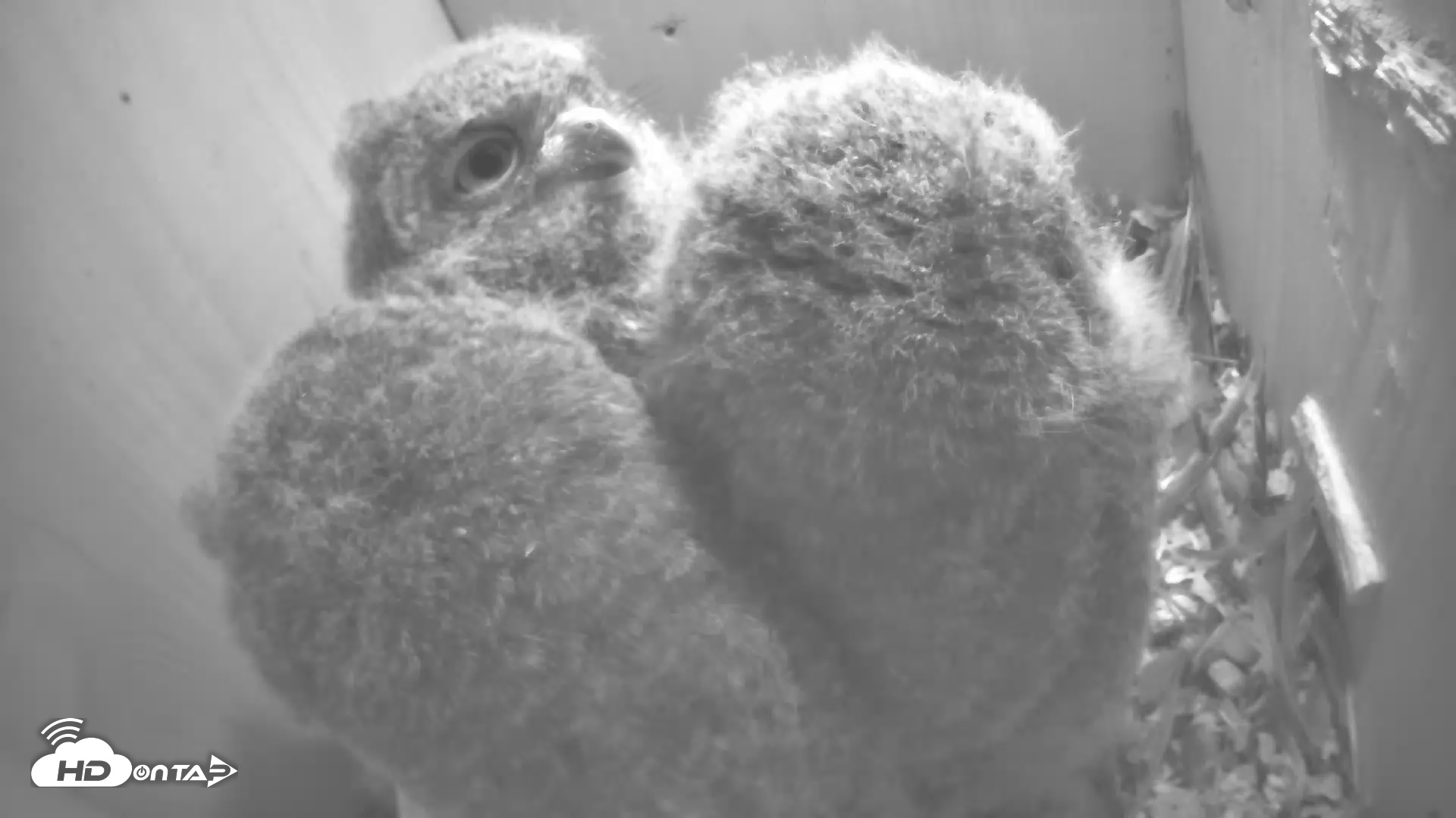 Snapshot of Eastern Screech Owl Nest Box Live Webcam taken Apr 24, 2025, 6:59am CDT