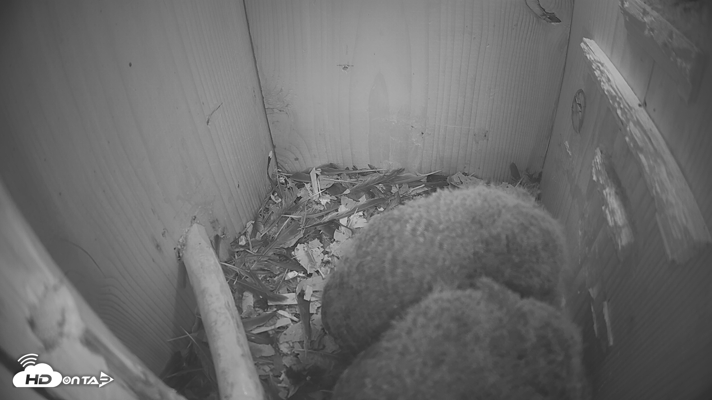 Snapshot of Eastern Screech Owl Nest Box Live Webcam taken Apr 19, 2026, 9:00am CDT