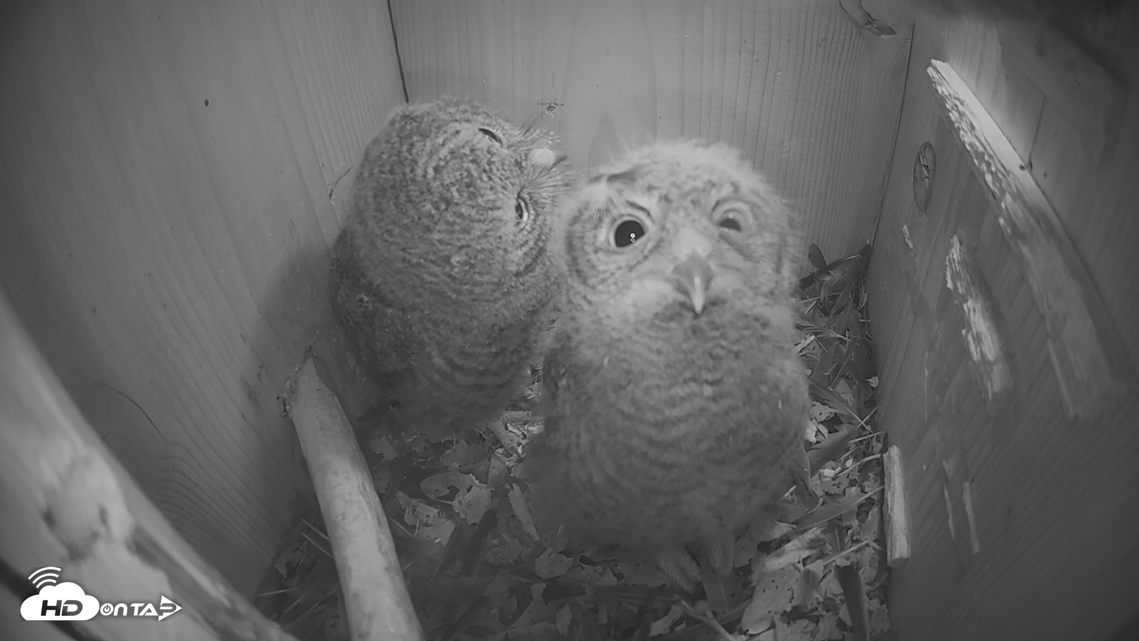 Snapshot of Eastern Screech Owl Nest Box Live Webcam taken Apr 17, 2026, 6:38am CDT