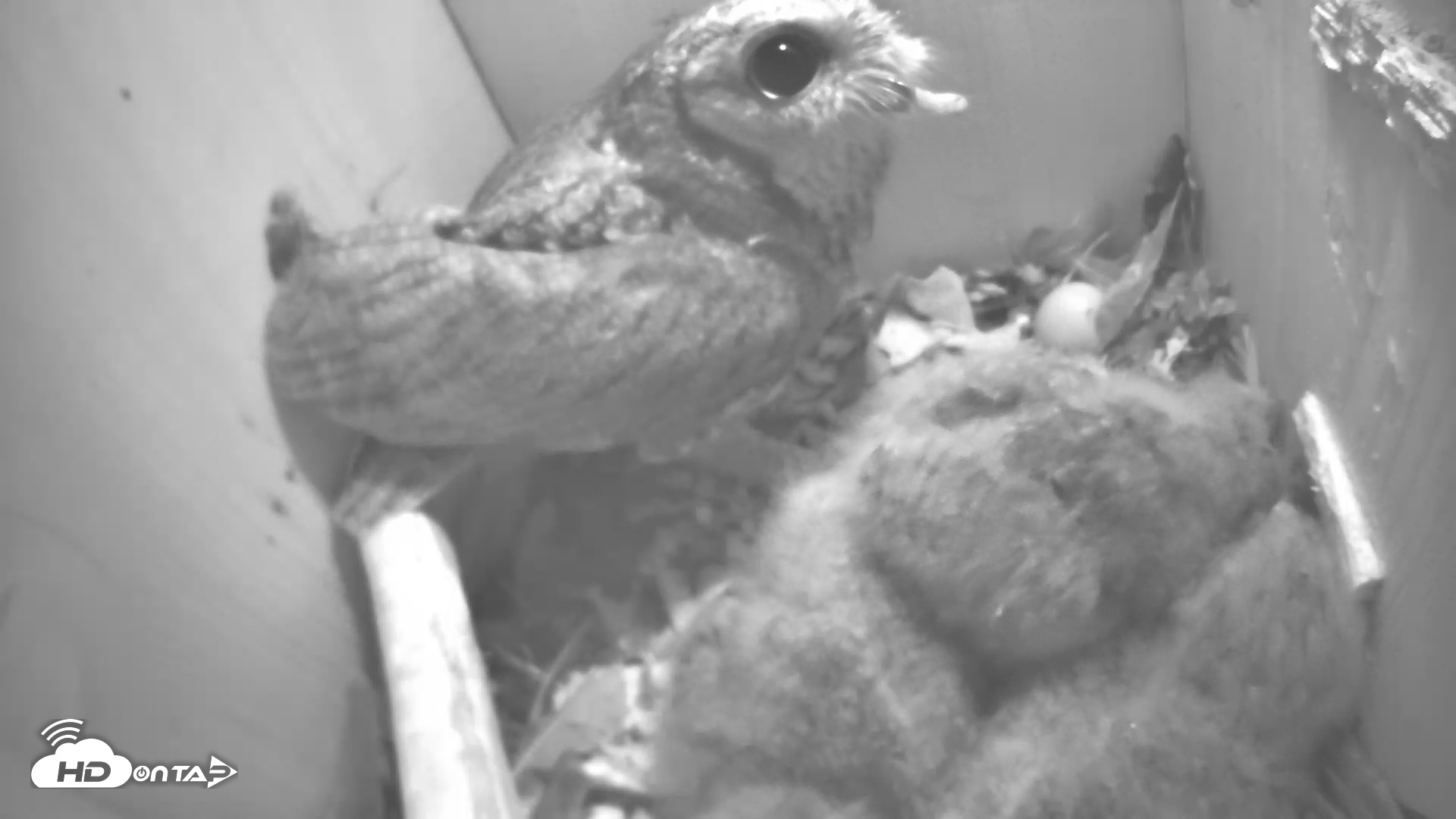 Snapshot of Eastern Screech Owl Nest Box Live Webcam taken Apr 15, 2025, 2:56am CDT