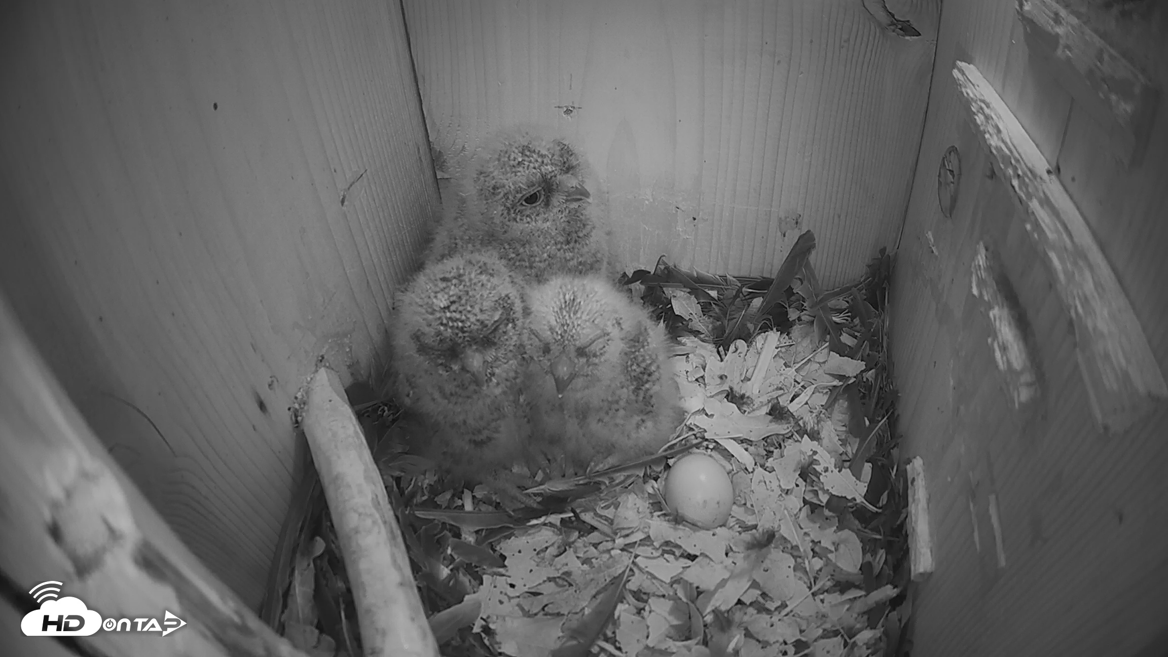 Snapshot of Eastern Screech Owl Nest Box Live Webcam taken Apr 2, 2026, 7:30am CDT