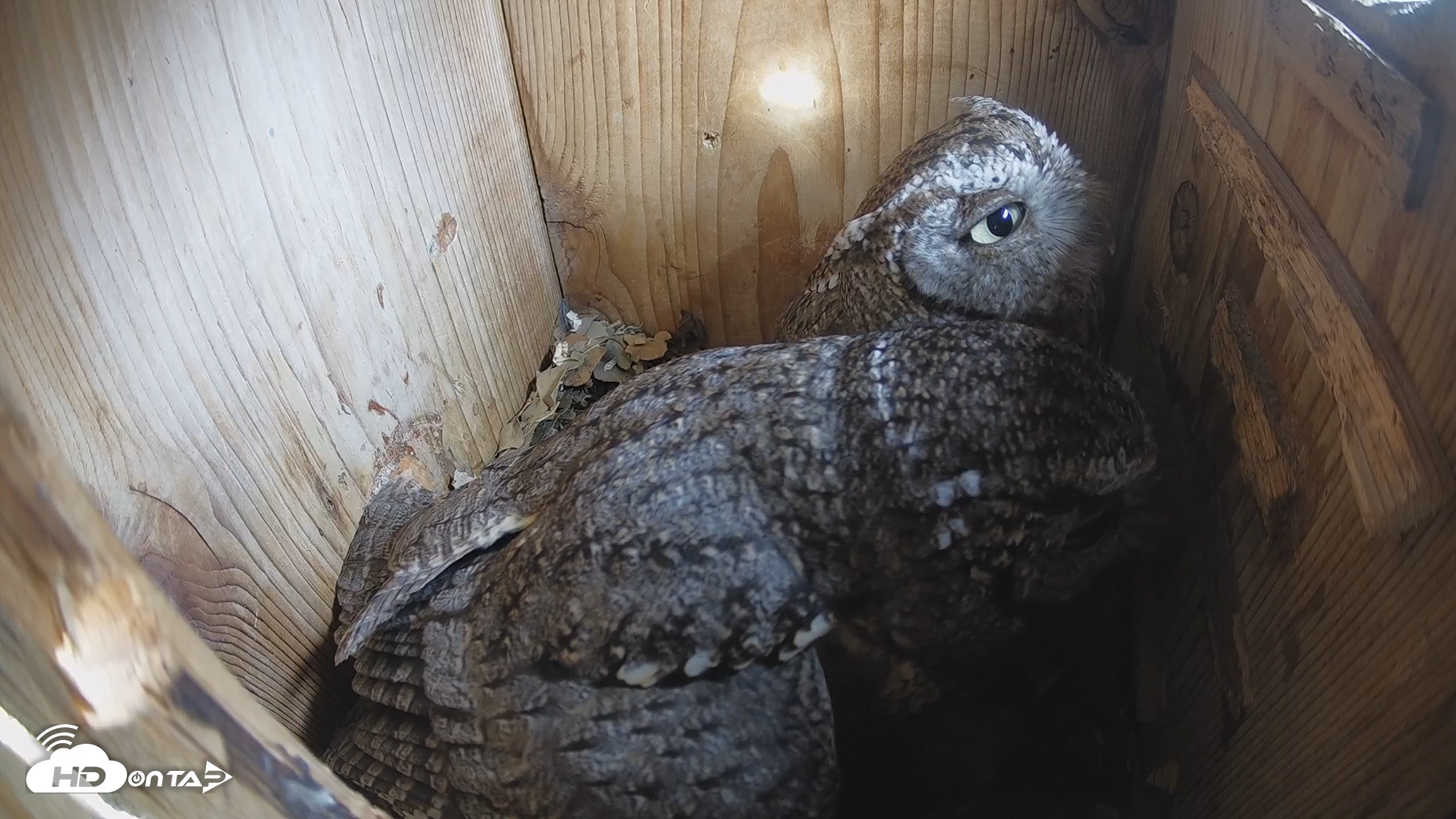 Snapshot of Eastern Screech Owl Nest Box Live Webcam taken Feb 13, 2026, 3:23pm CST