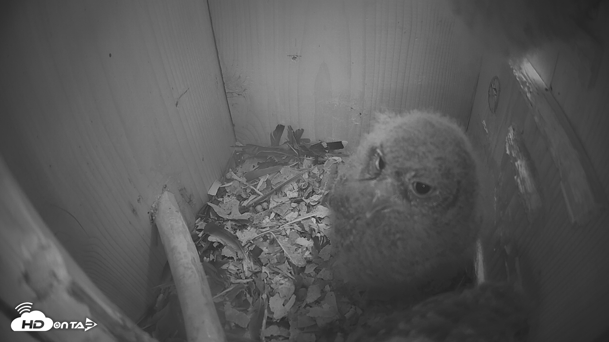 Snapshot of Eastern Screech Owl Nest Box Live Webcam taken Apr 14, 2026, 5:39am CDT