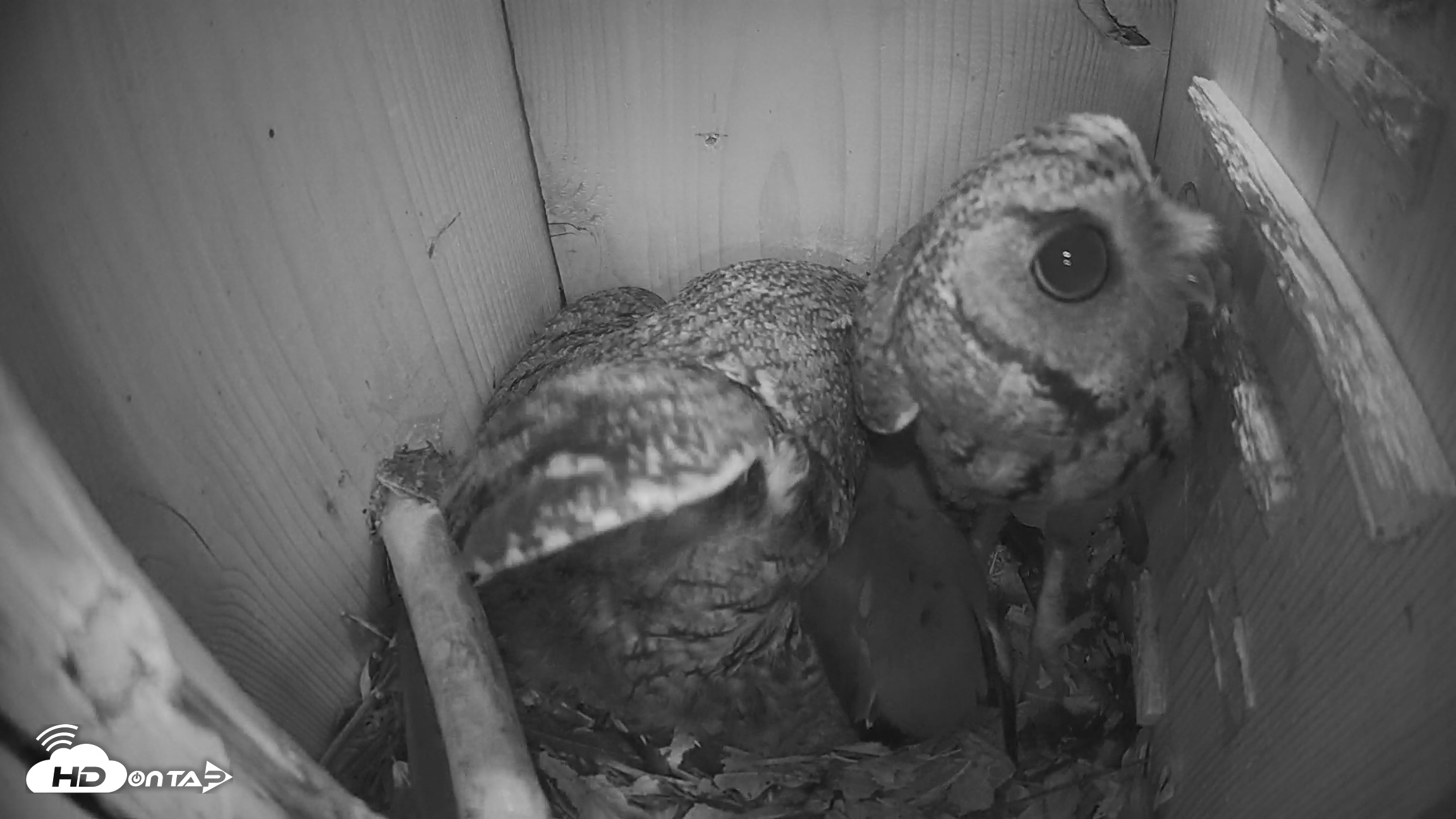 Snapshot of Eastern Screech Owl Nest Box Live Webcam taken Mar 19, 2026, 4:21am CDT