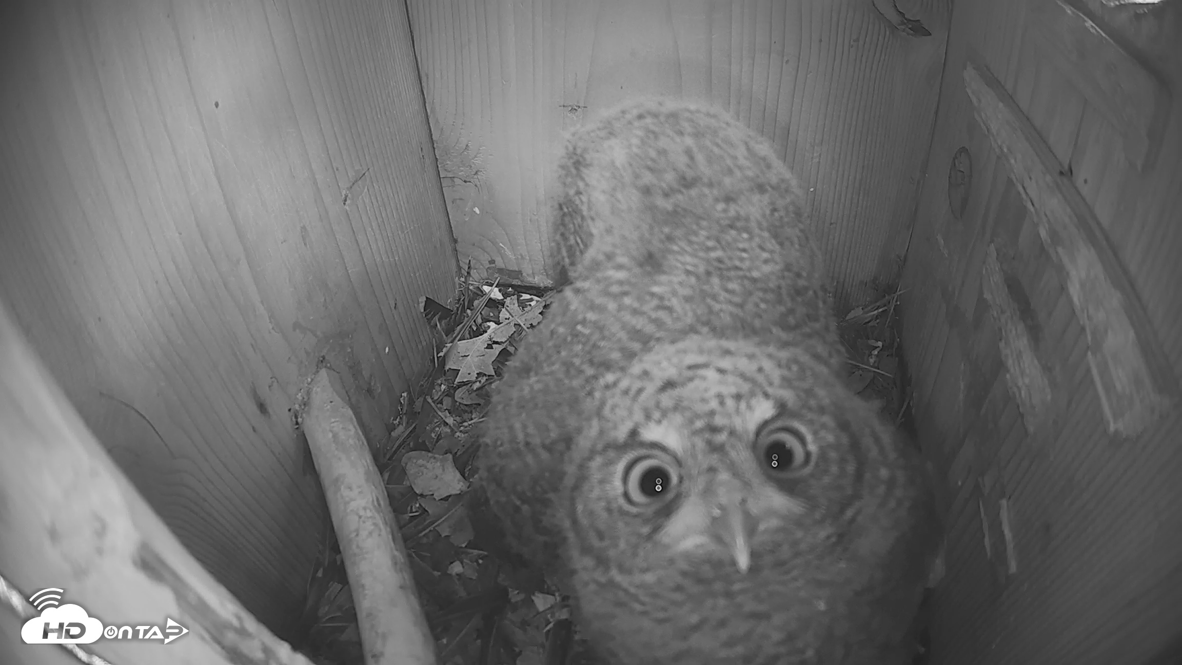 Snapshot of Eastern Screech Owl Nest Box Live Webcam taken Apr 21, 2026, 7:14pm CDT