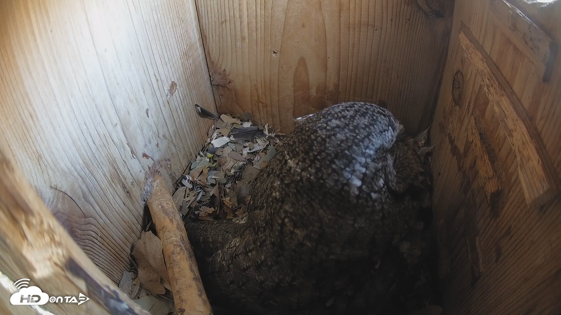 Snapshot of Eastern Screech Owl Nest Box Live Webcam taken Feb 15, 2026, 4:43pm CST