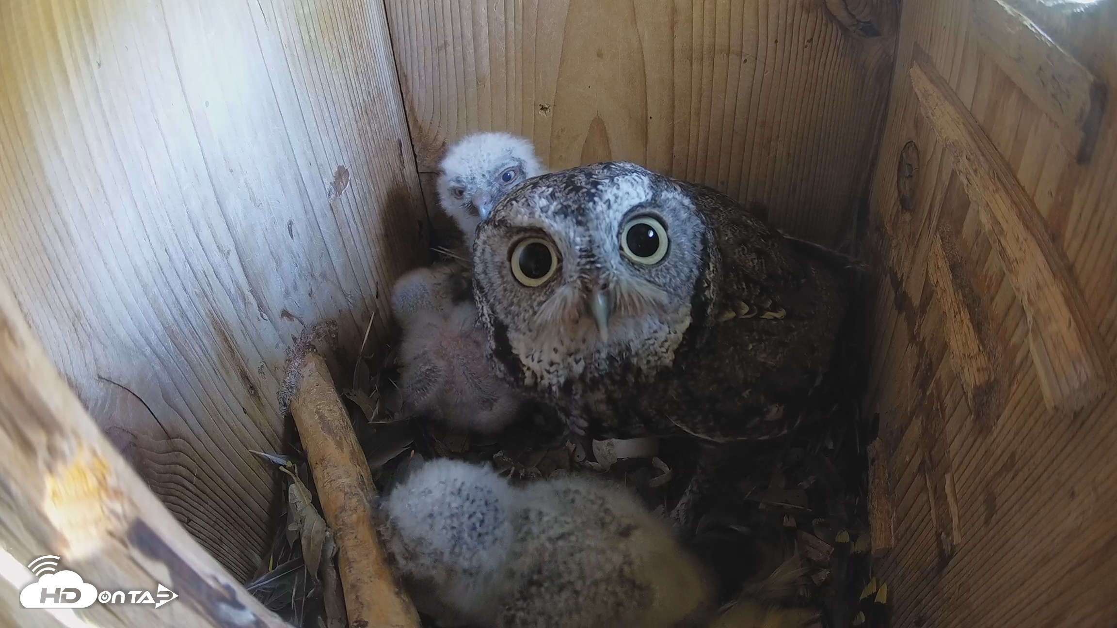 Snapshot of Eastern Screech Owl Nest Box Live Webcam taken Mar 29, 2026, 3:29pm CDT