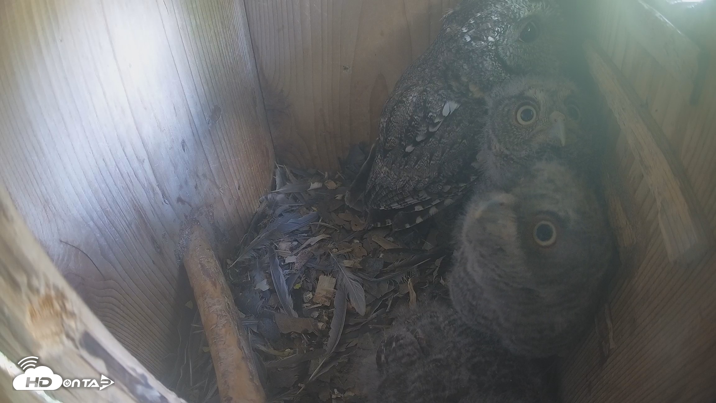Snapshot of Eastern Screech Owl Nest Box Live Webcam taken Apr 13, 2026, 4:08pm CDT