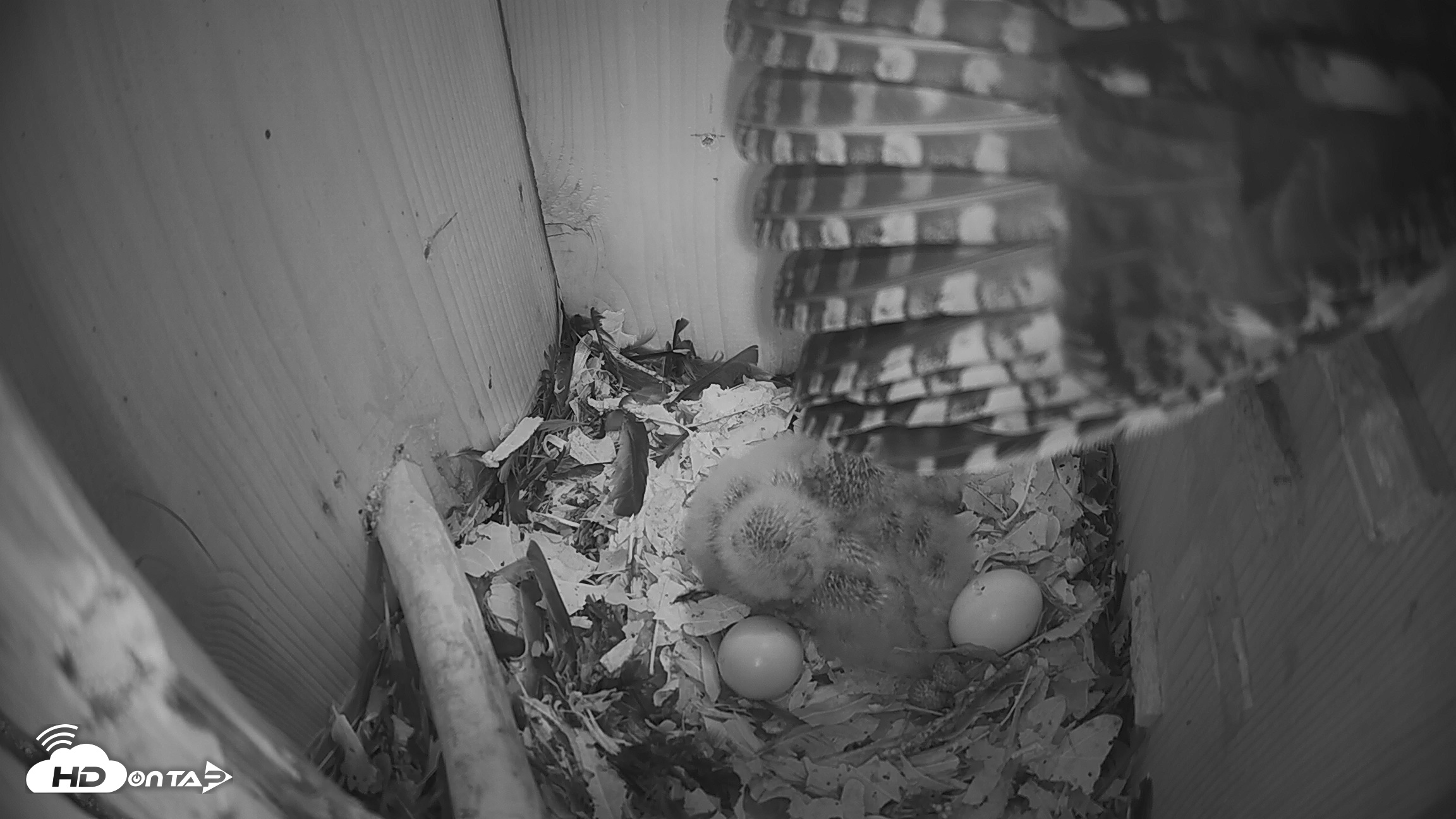Snapshot of Eastern Screech Owl Nest Box Live Webcam taken Mar 26, 2026, 7:31am CDT