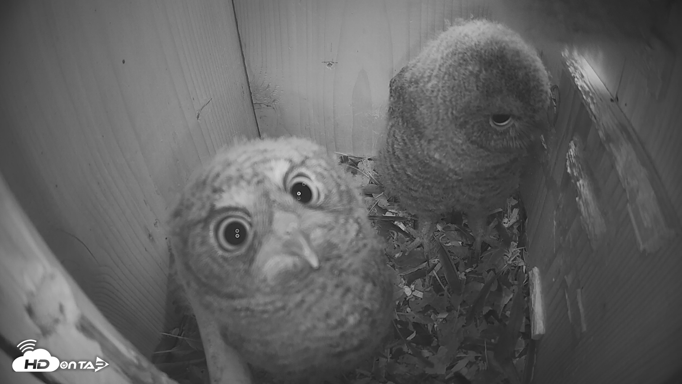 Snapshot of Eastern Screech Owl Nest Box Live Webcam taken Apr 17, 2026, 6:41am CDT