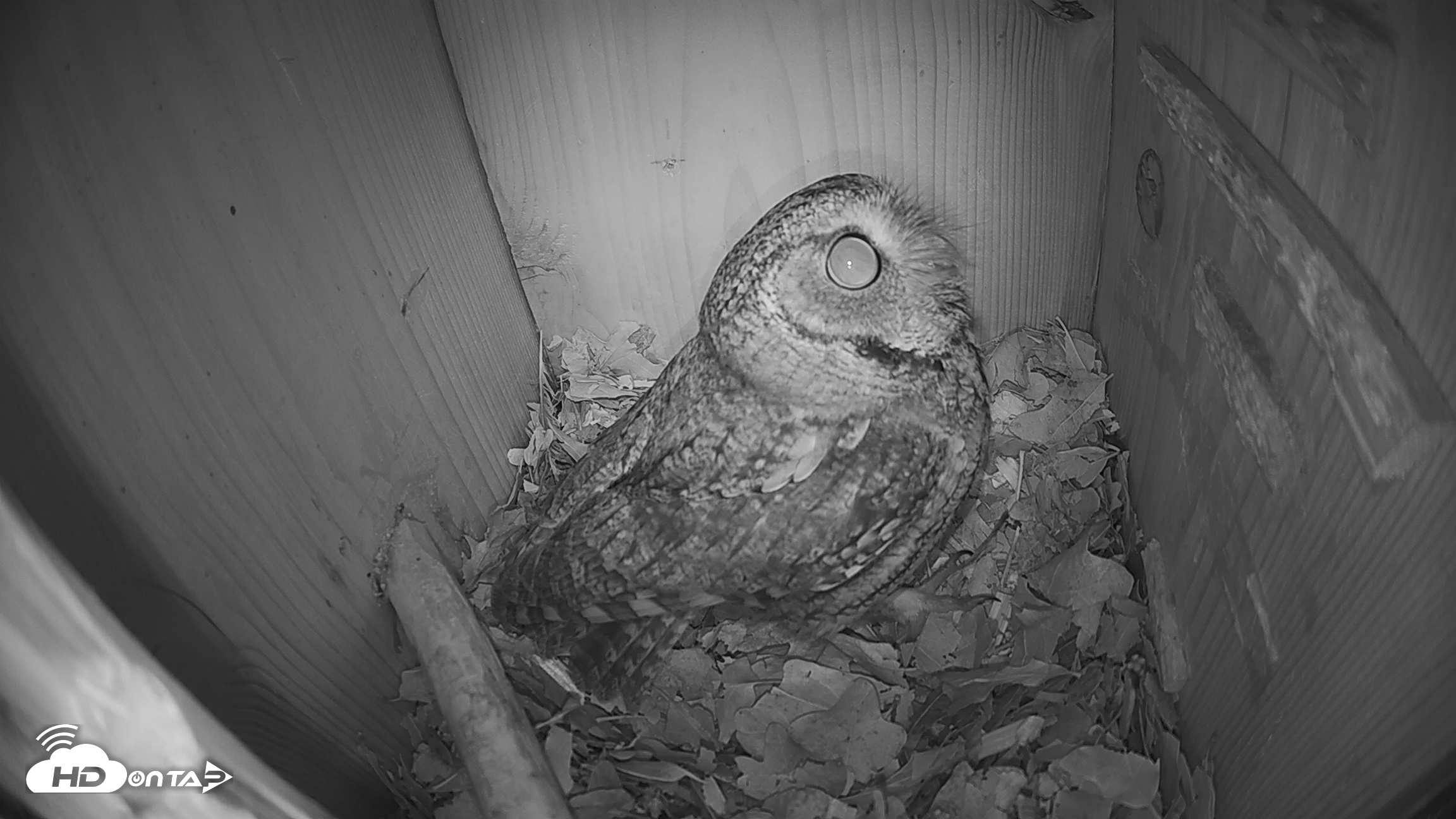 Snapshot of Eastern Screech Owl Nest Box Live Webcam taken Feb 4, 2026, 4:57am CST