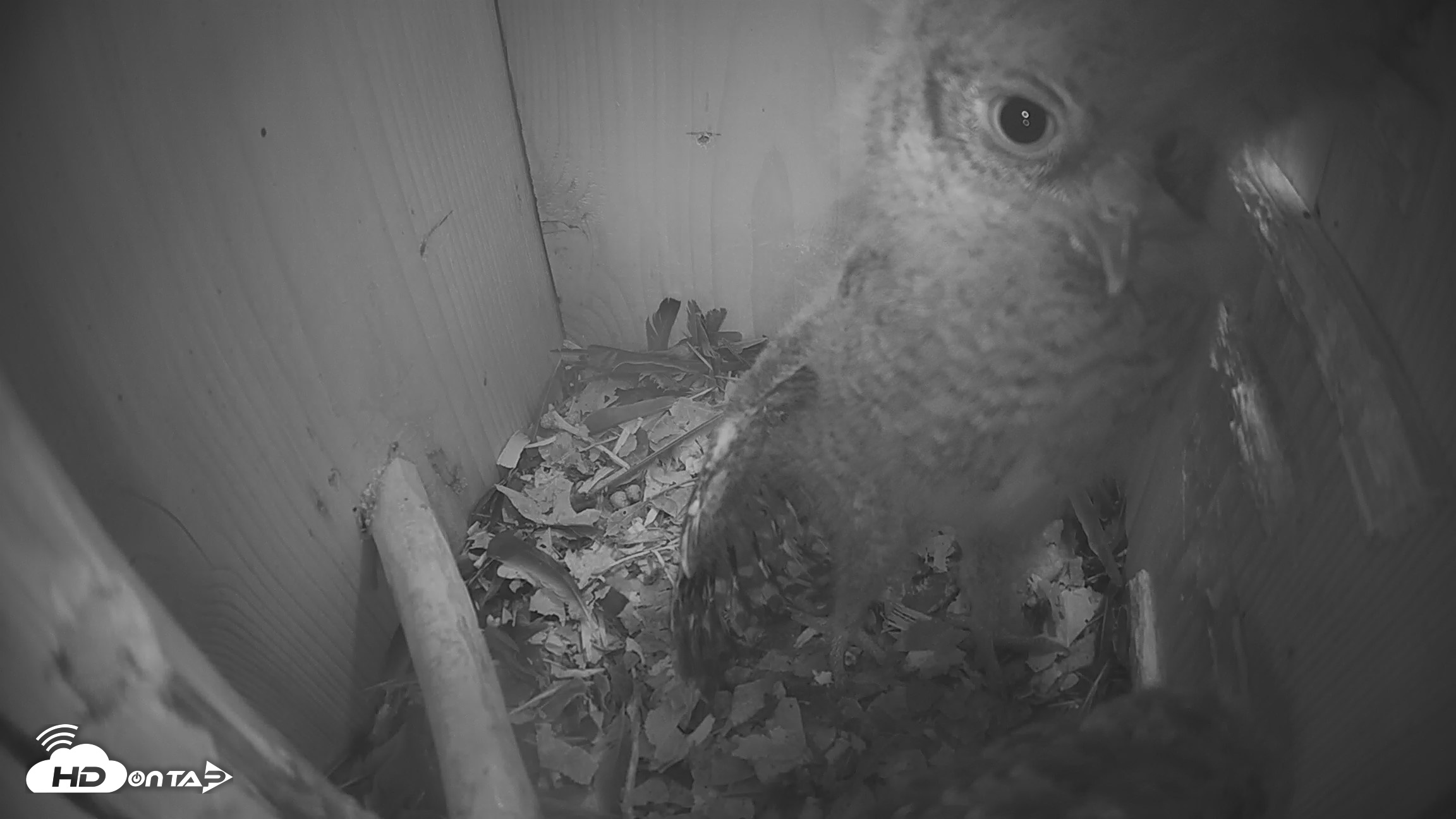 Snapshot of Eastern Screech Owl Nest Box Live Webcam taken Apr 14, 2026, 5:41am CDT