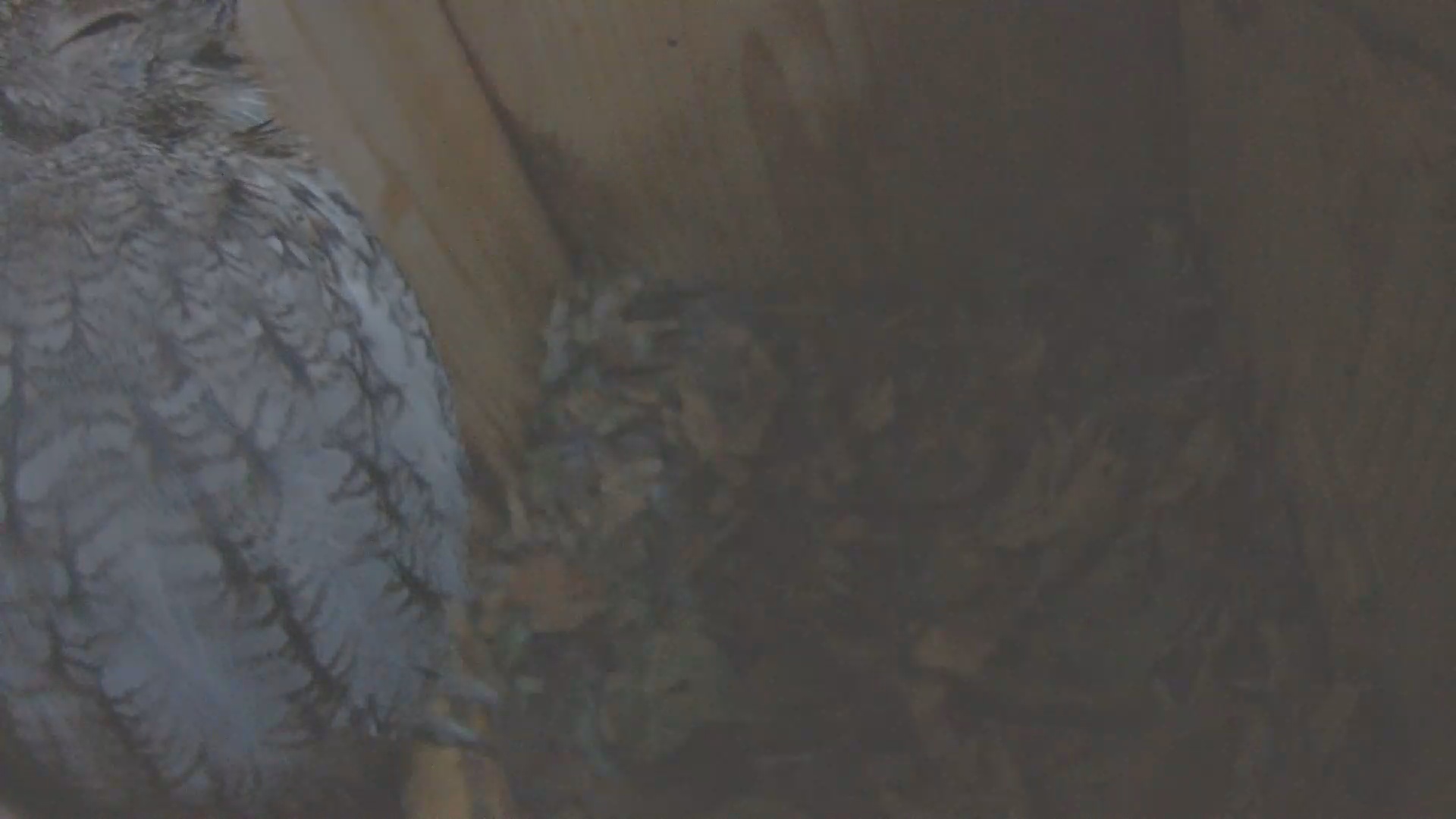 Snapshot of Eastern Screech Owl Nest Box Live Webcam taken Jan 30, 2025, 7:41am CST