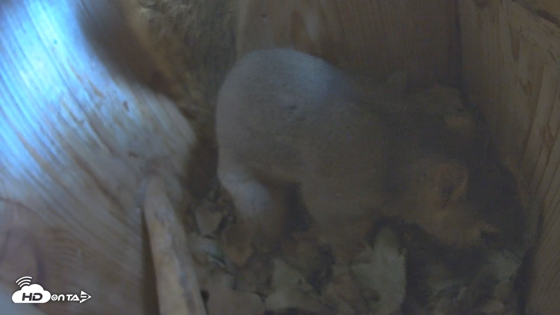 Snapshot of Eastern Screech Owl Nest Box Live Webcam taken Oct 24, 2025, 5:40pm CDT