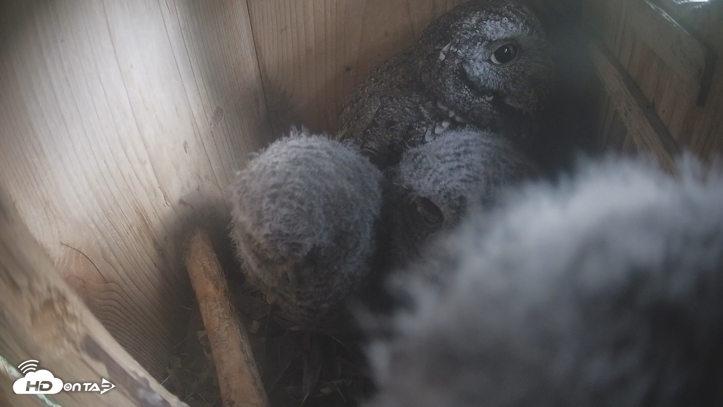 Snapshot of Eastern Screech Owl Nest Box Live Webcam taken Apr 14, 2026, 7:32pm CDT