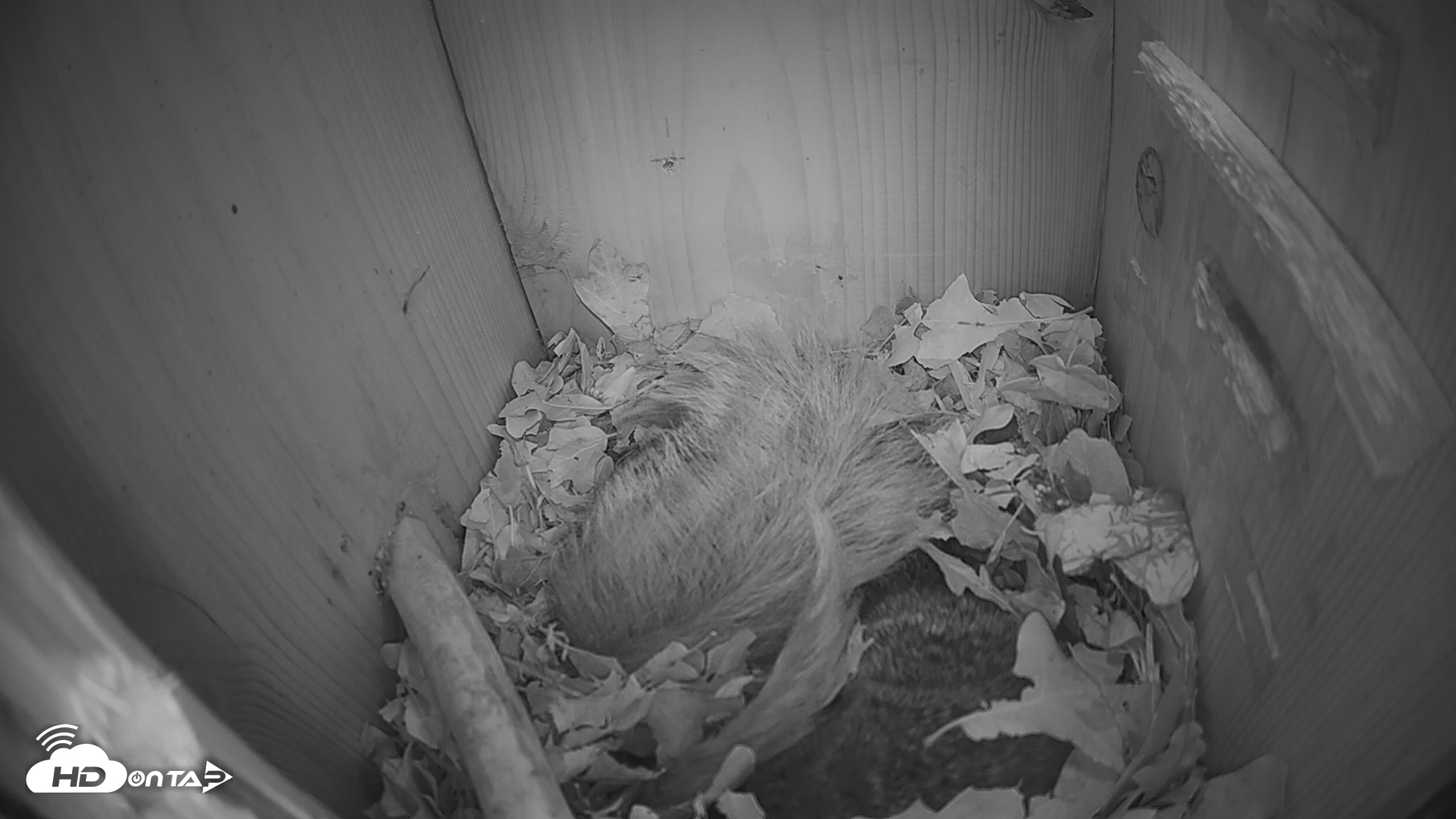 Snapshot of Eastern Screech Owl Nest Box Live Webcam taken Jan 25, 2026, 3:19am CST