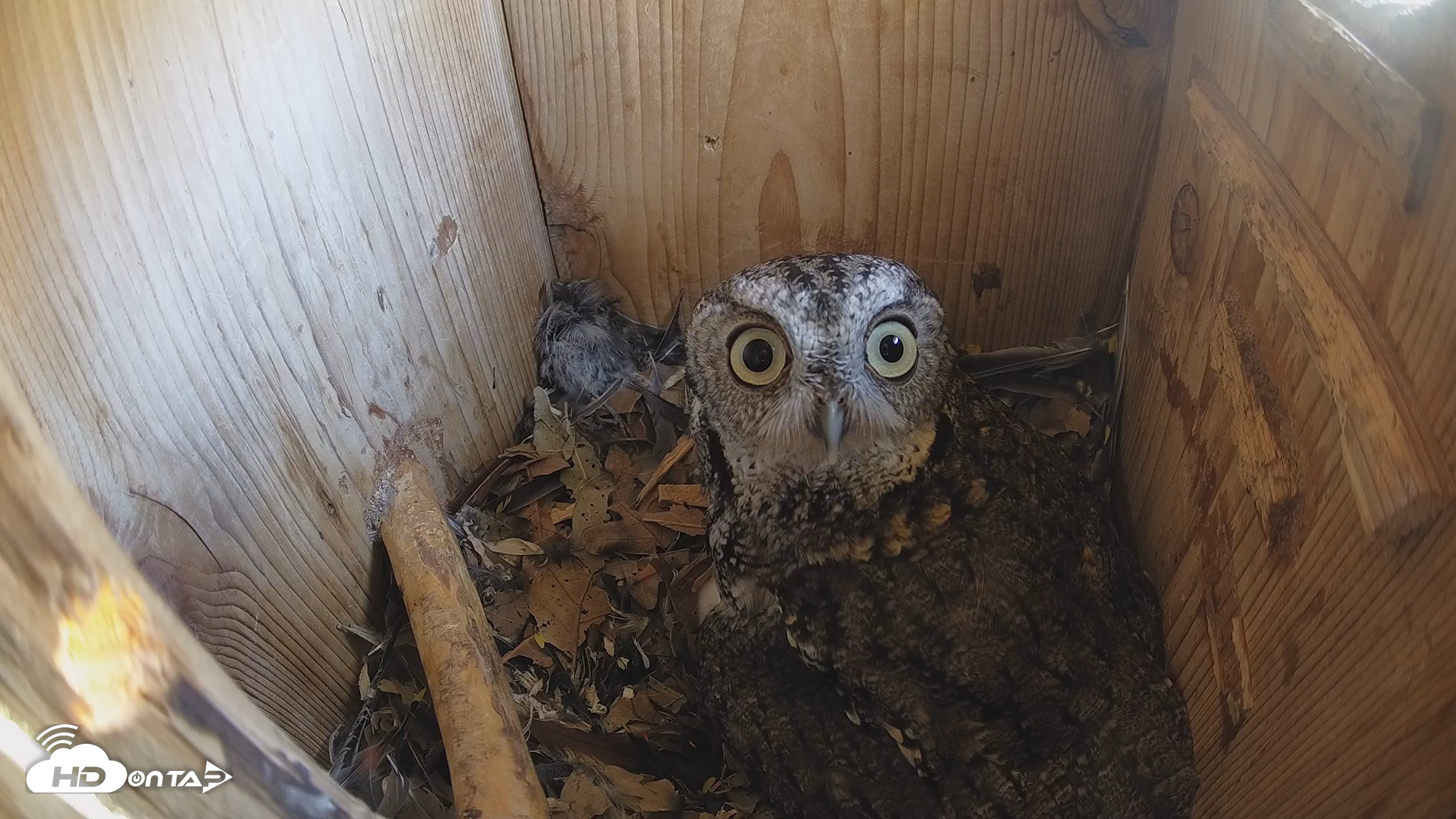 Snapshot of Eastern Screech Owl Nest Box Live Webcam taken Mar 19, 2026, 2:04pm CDT