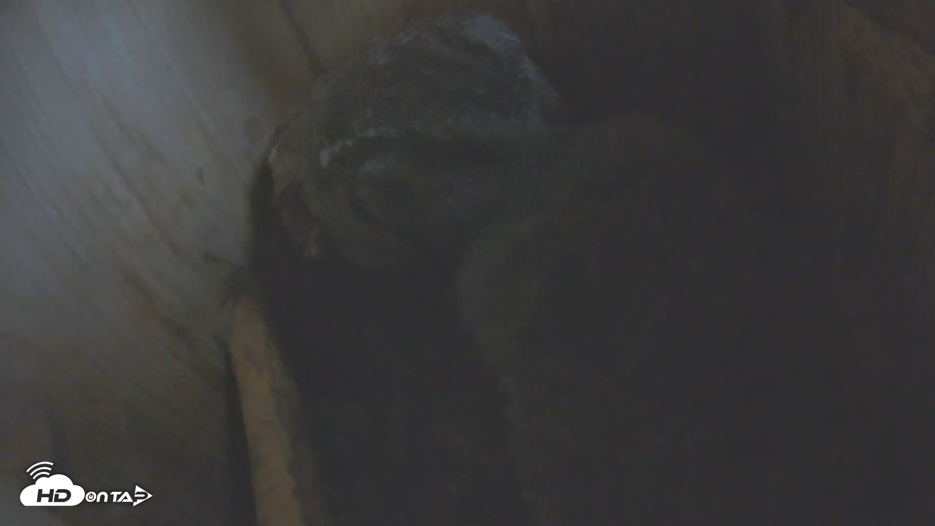 Snapshot of Eastern Screech Owl Nest Box Live Webcam taken May 2, 2025, 7:50am CDT