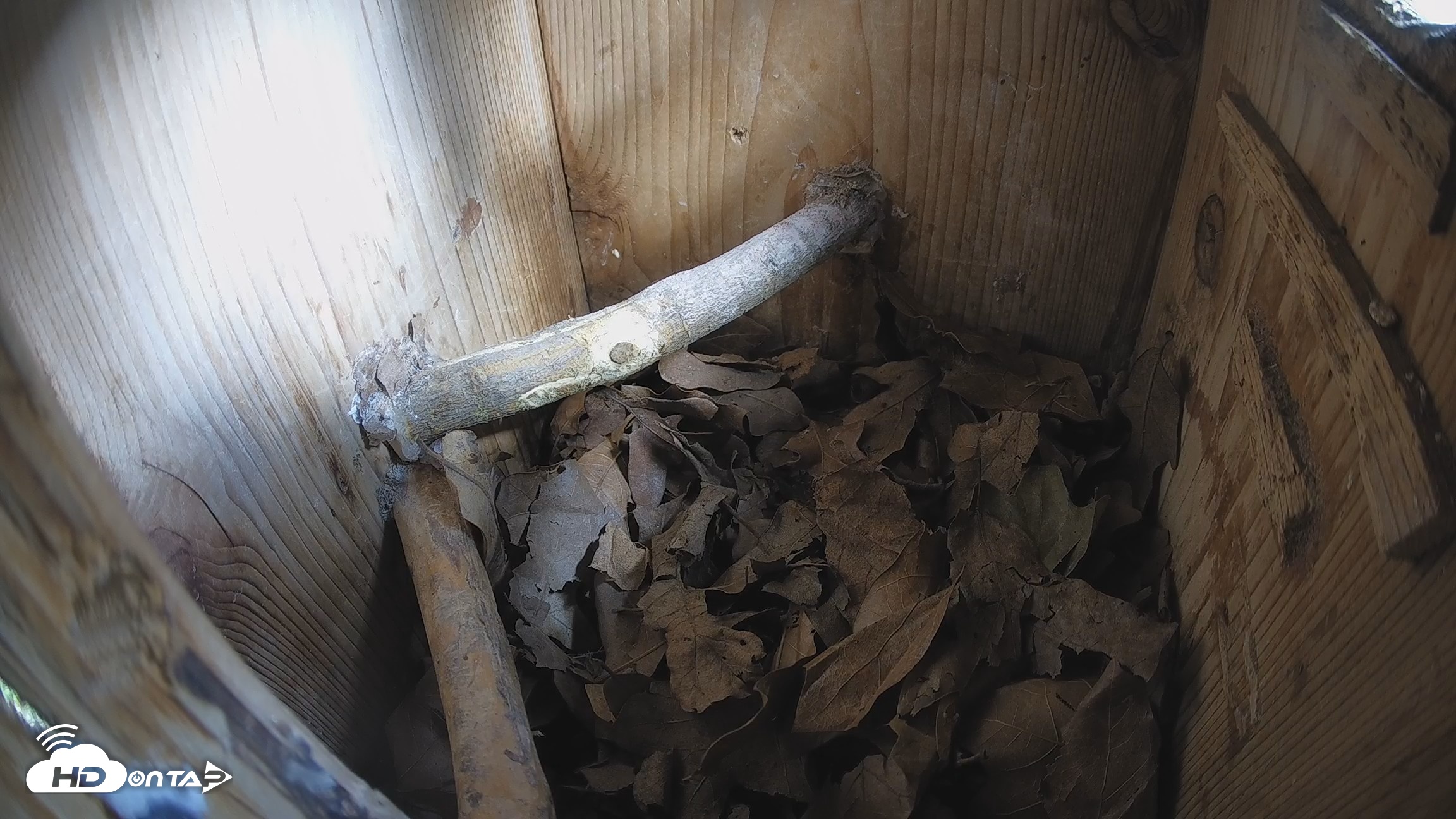 Snapshot of Eastern Screech Owl Nest Box Live Webcam taken Jun 26, 2026, 9:27am CDT