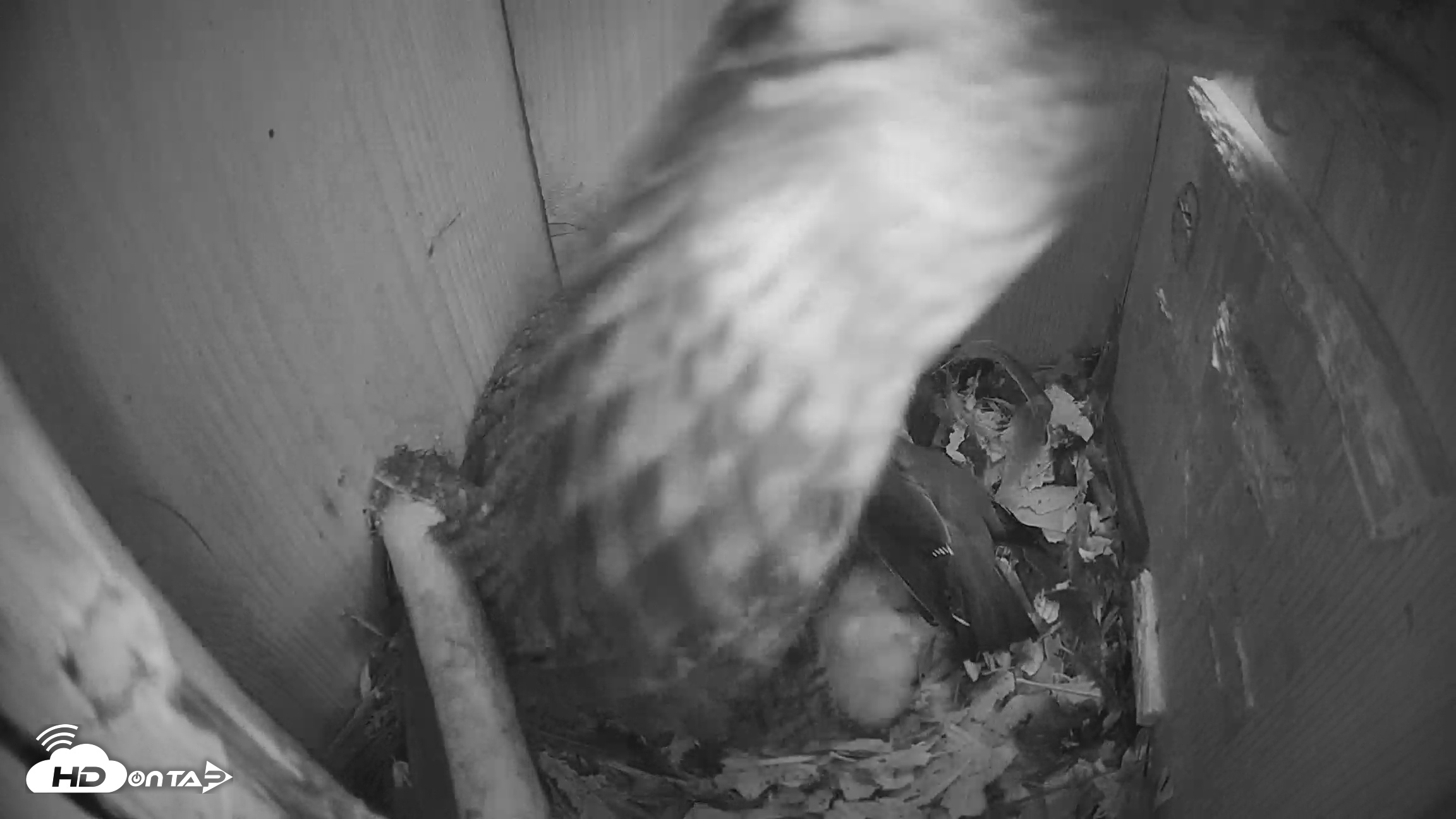 Snapshot of Eastern Screech Owl Nest Box Live Webcam taken Mar 19, 2026, 2:38am CDT