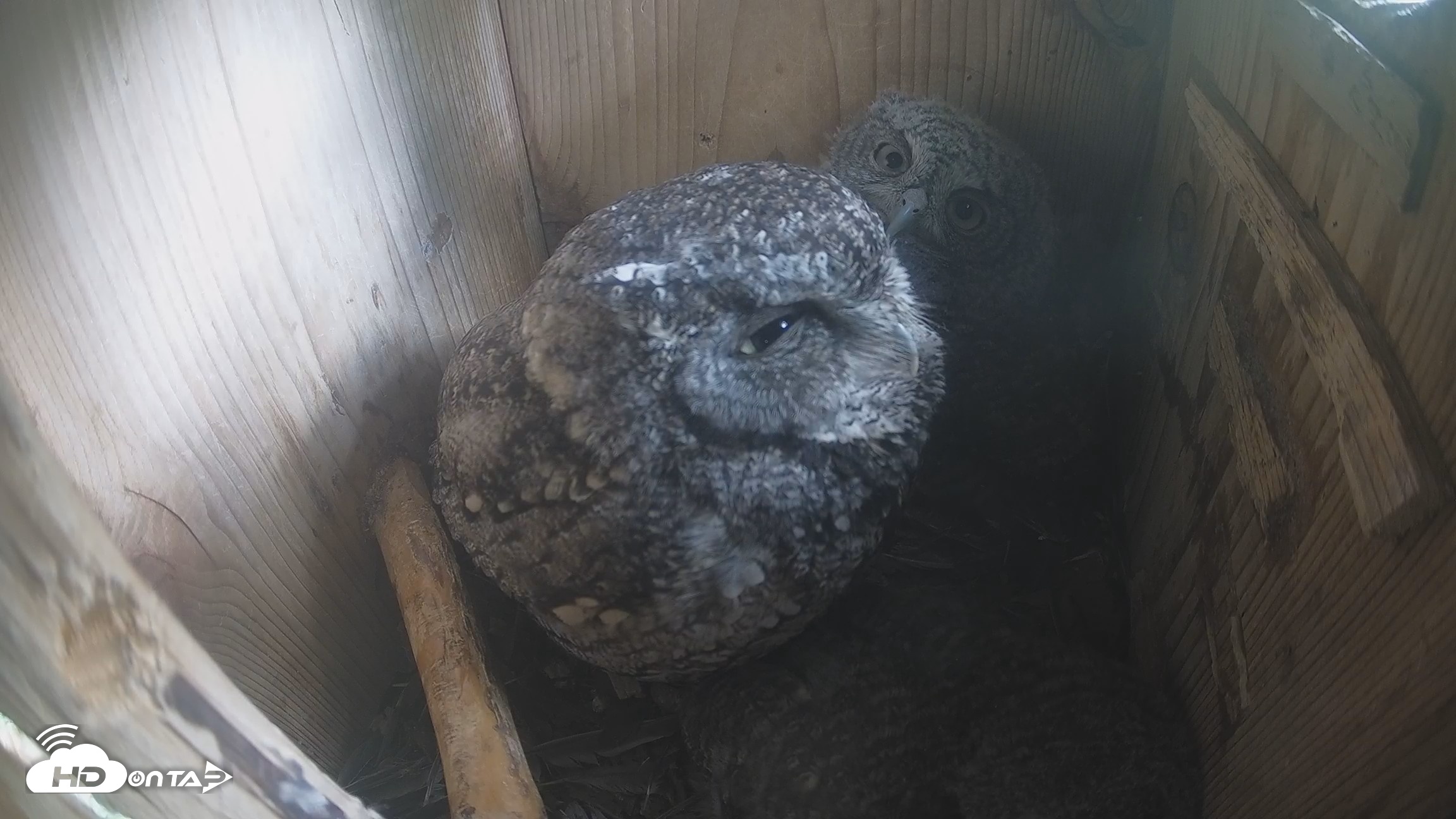 Snapshot of Eastern Screech Owl Nest Box Live Webcam taken Apr 20, 2026, 5:41pm CDT