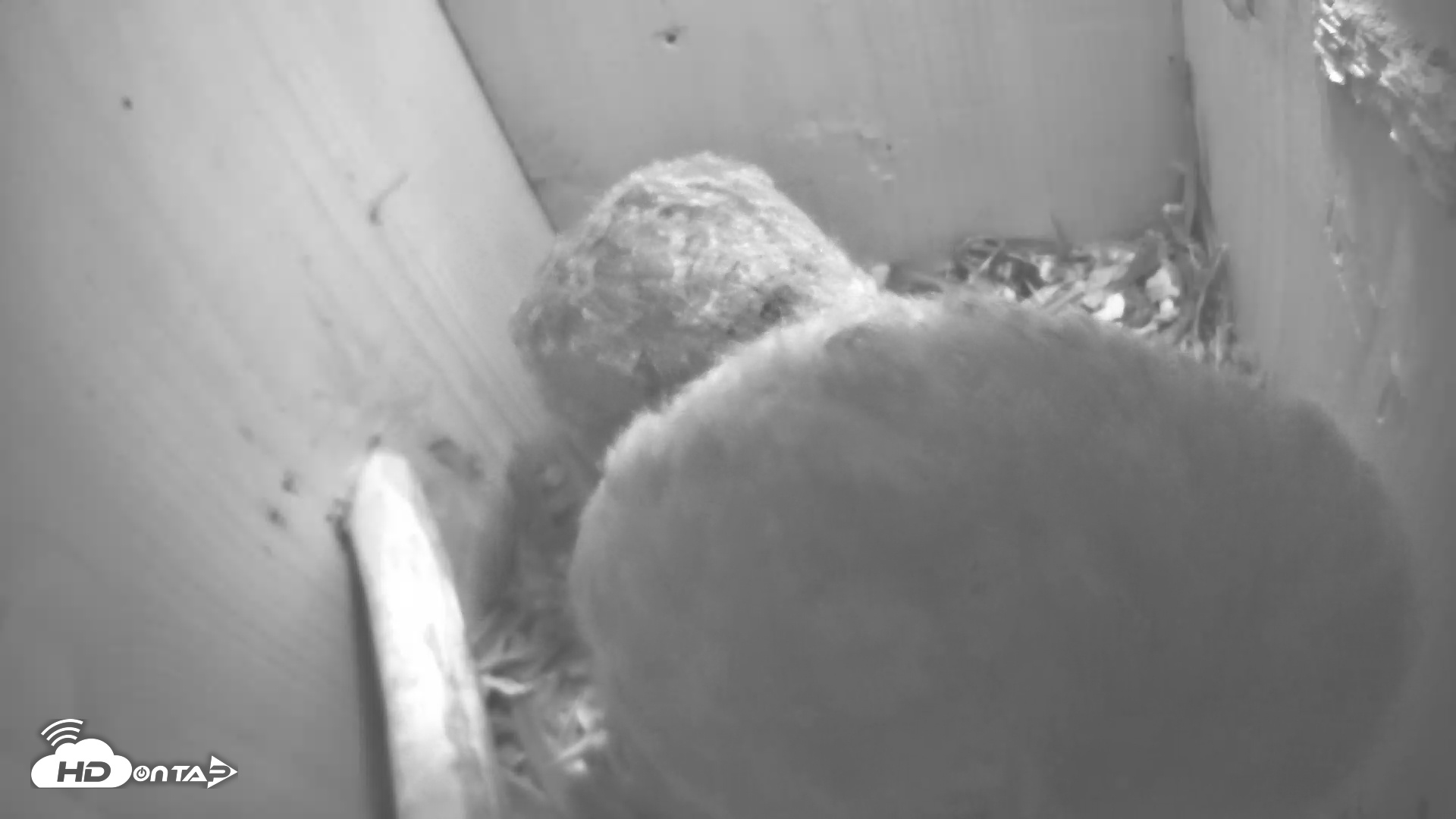 Snapshot of Eastern Screech Owl Nest Box Live Webcam taken Apr 25, 2025, 5:14am CDT