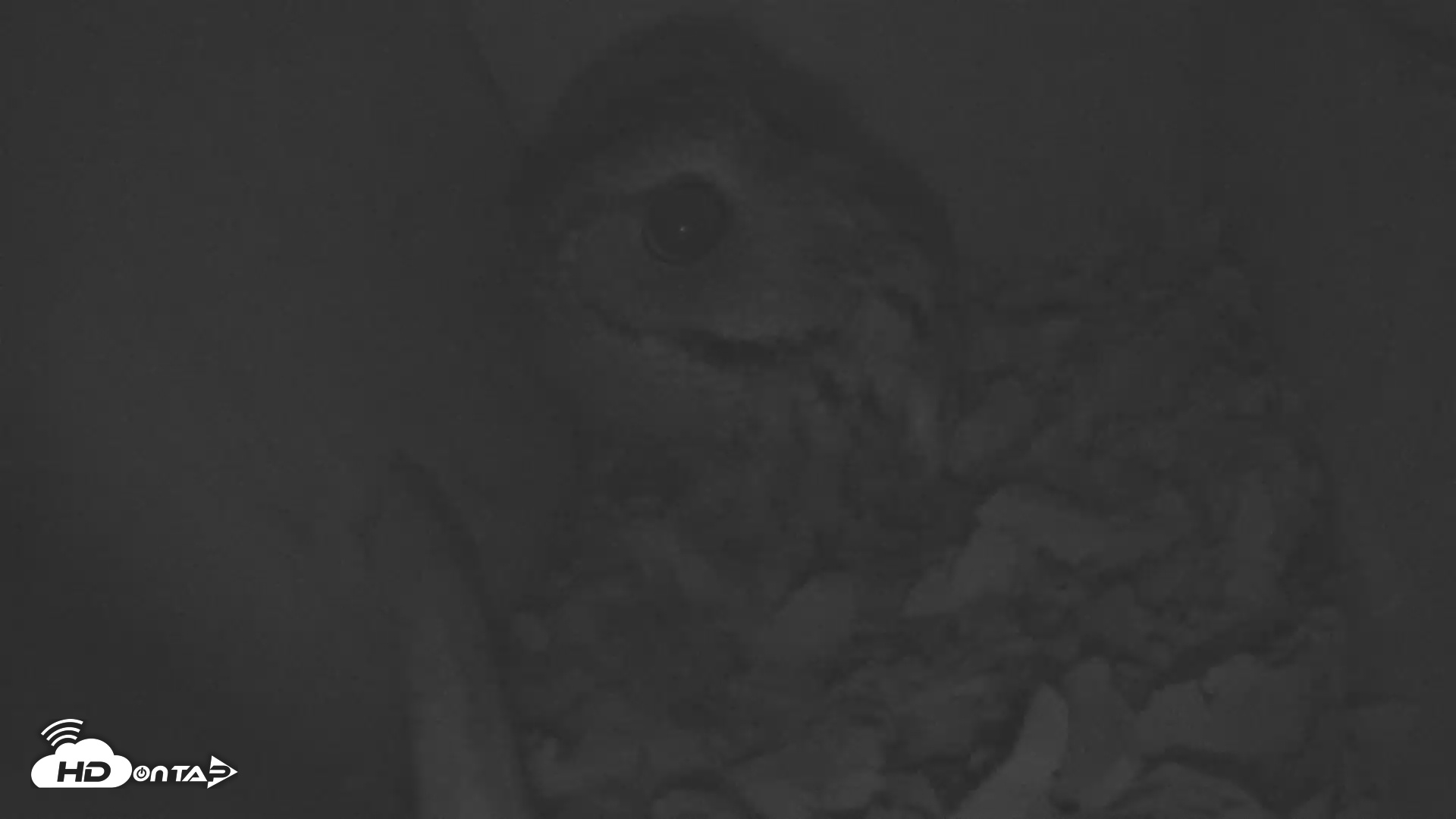 Snapshot of Eastern Screech Owl Nest Box Live Webcam taken Nov 27, 2025, 1:39pm CST