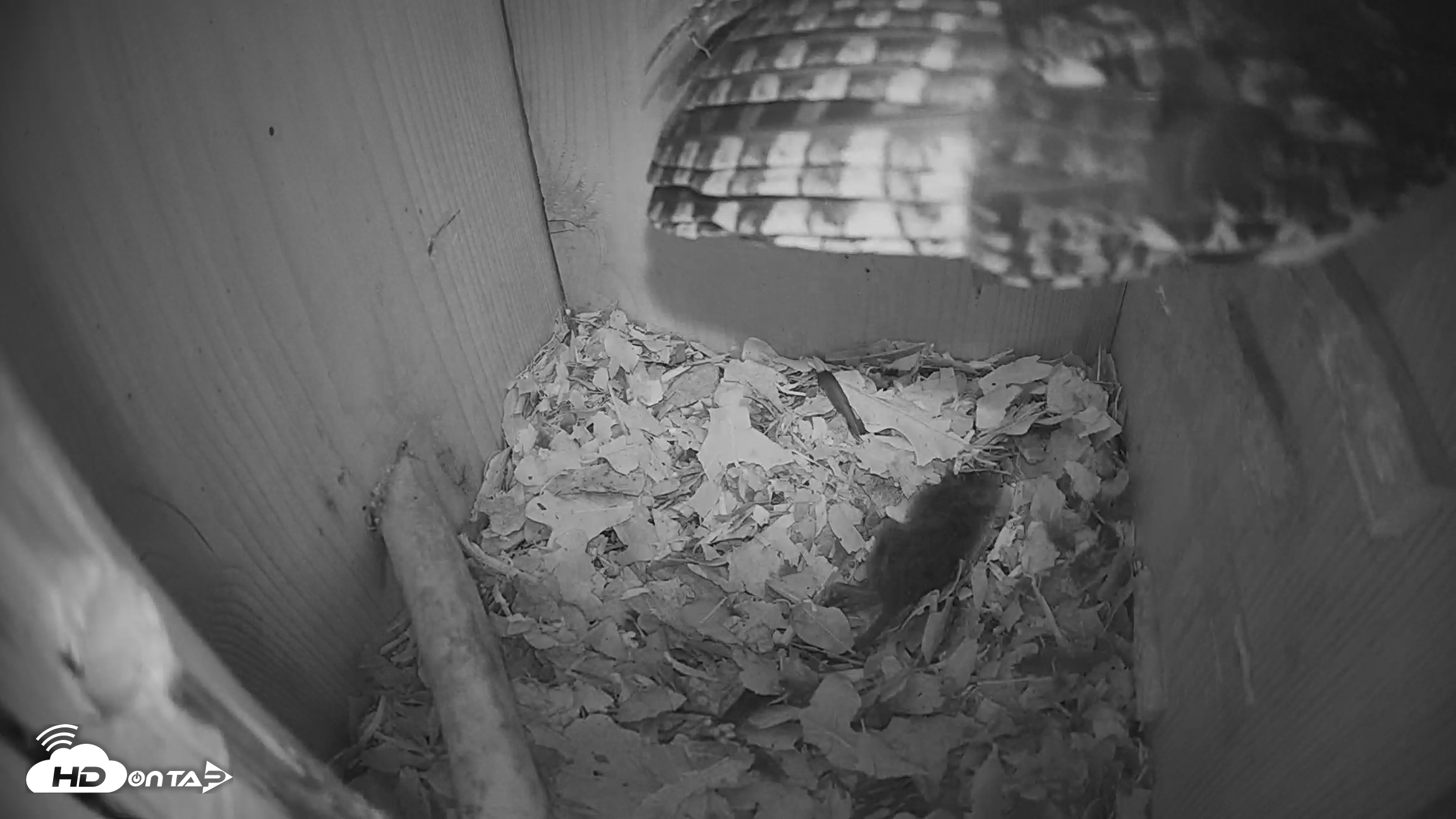 Snapshot of Eastern Screech Owl Nest Box Live Webcam taken Feb 12, 2026, 12:42pm CST