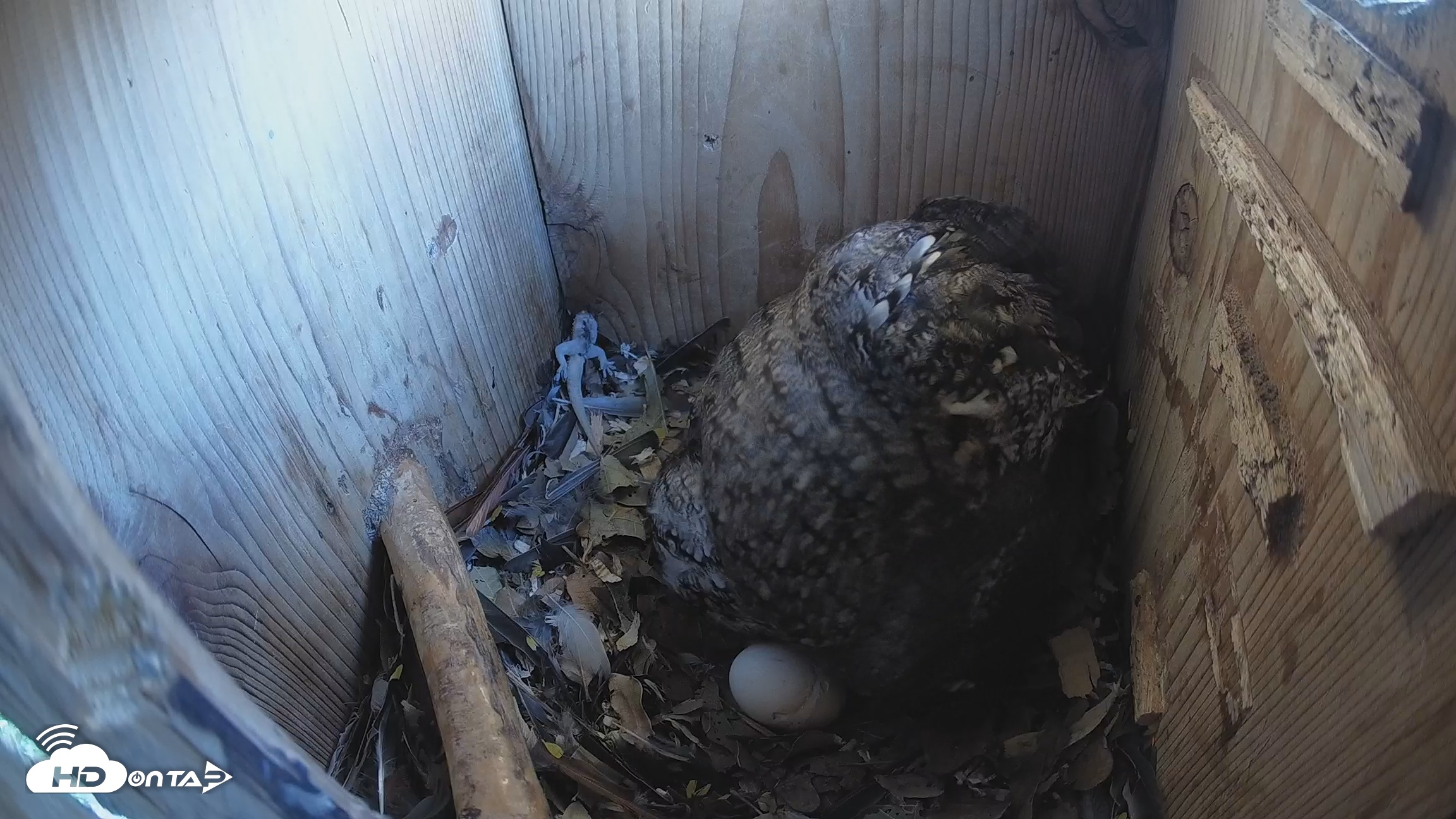 Snapshot of Eastern Screech Owl Nest Box Live Webcam taken Mar 21, 2026, 8:21am CDT