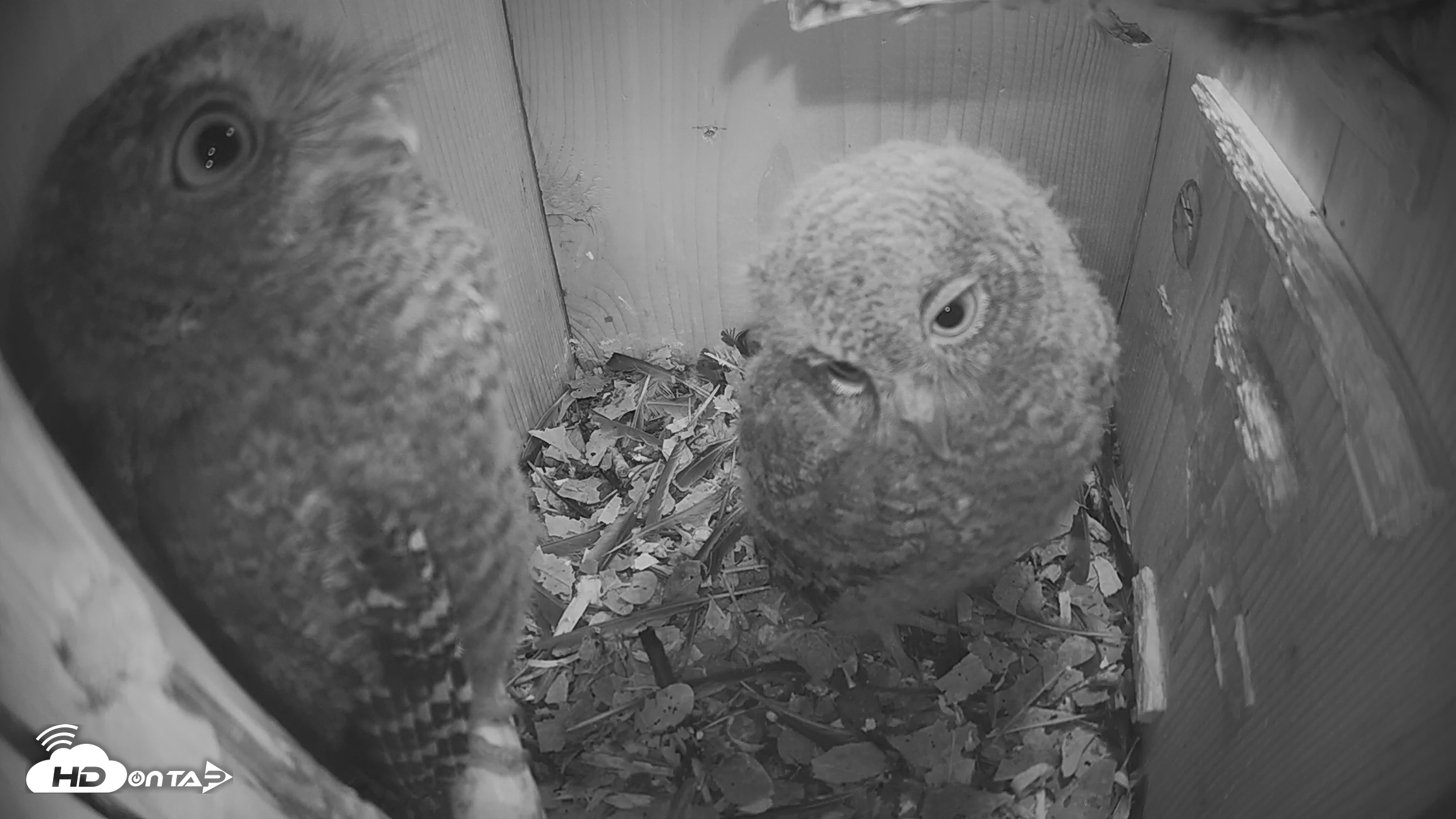 Snapshot of Eastern Screech Owl Nest Box Live Webcam taken Apr 22, 2026, 7:54pm CDT