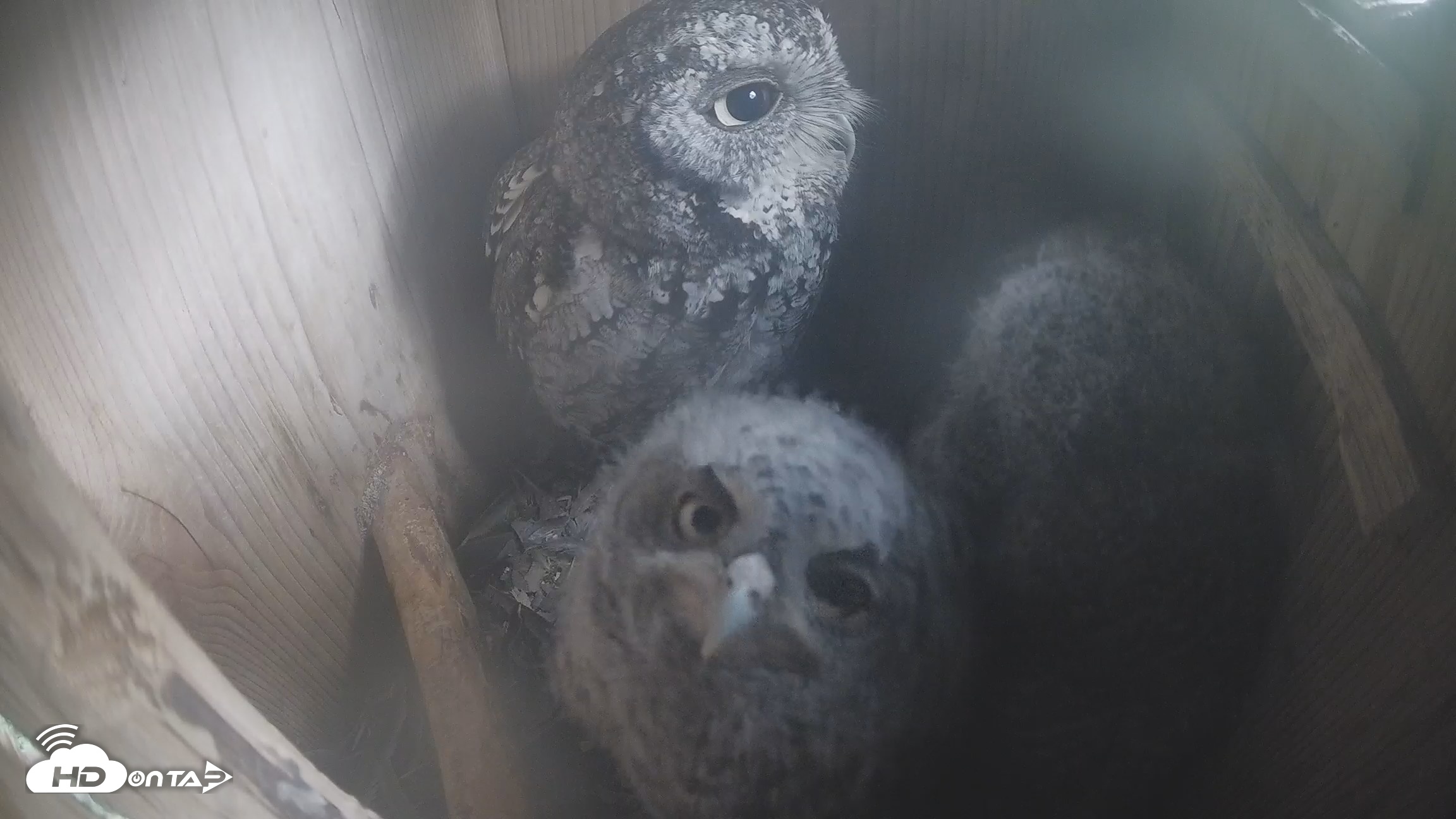 Snapshot of Eastern Screech Owl Nest Box Live Webcam taken Apr 14, 2026, 9:16am CDT
