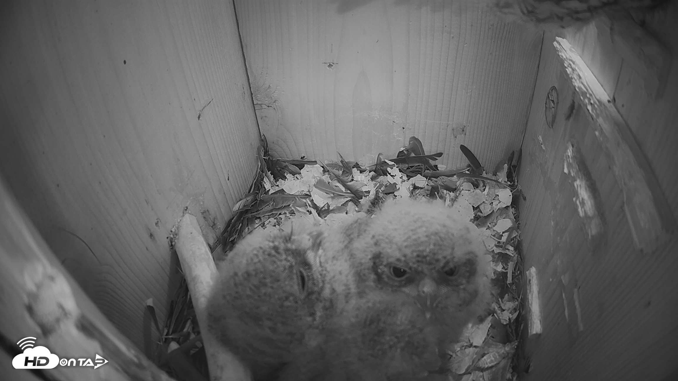 Snapshot of Eastern Screech Owl Nest Box Live Webcam taken Apr 5, 2026, 10:02pm CDT