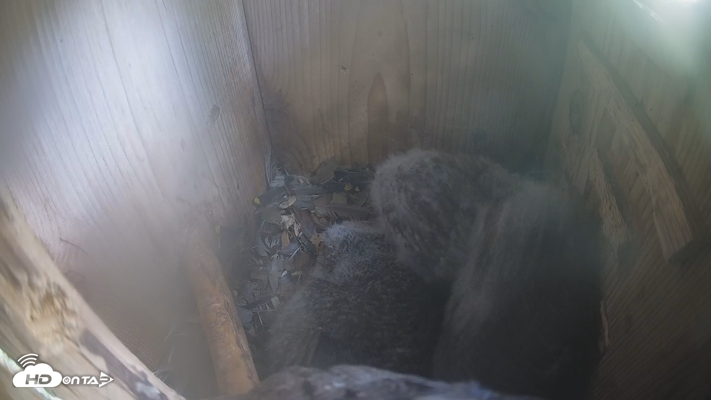 Snapshot of Eastern Screech Owl Nest Box Live Webcam taken Apr 10, 2026, 11:56am CDT