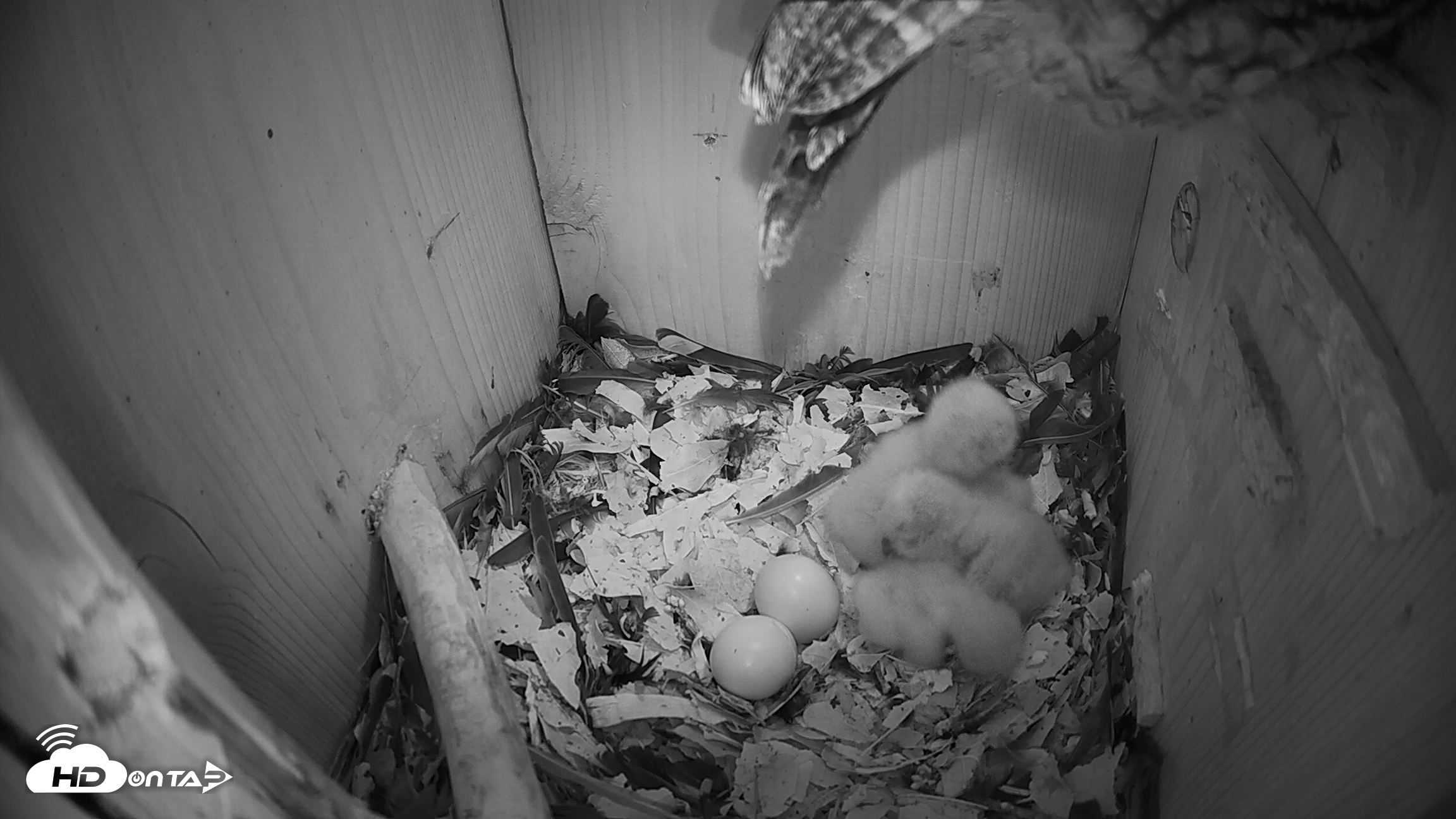 Snapshot of Eastern Screech Owl Nest Box Live Webcam taken Mar 22, 2026, 7:53pm CDT