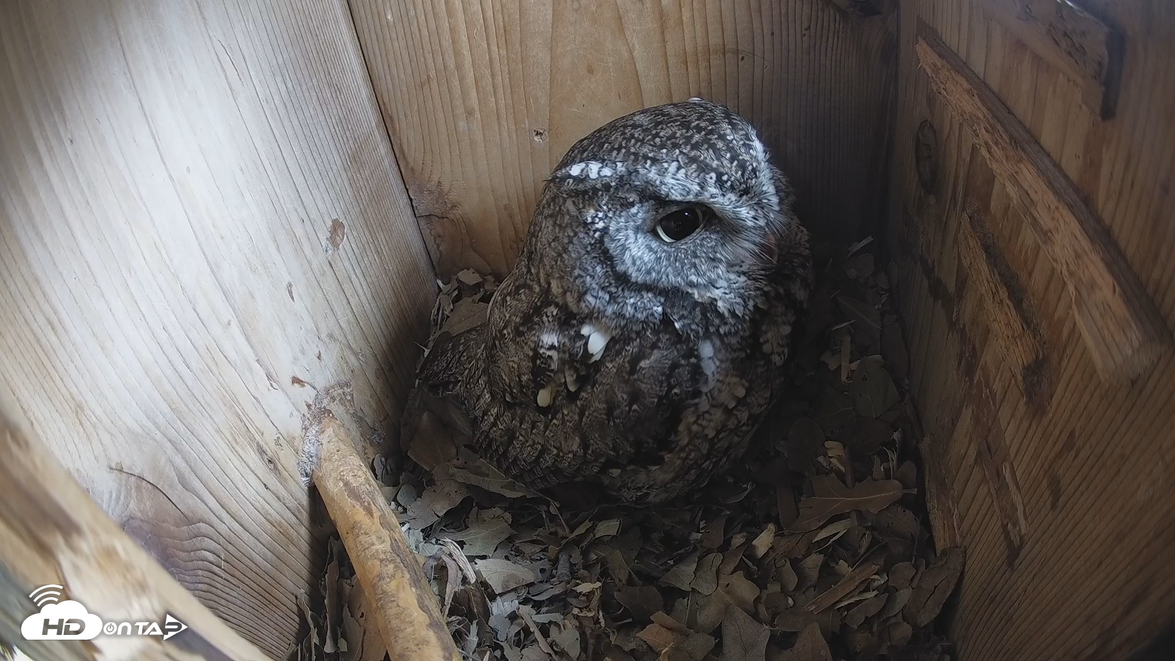 Snapshot of Eastern Screech Owl Nest Box Live Webcam taken Feb 8, 2026, 11:09am CST