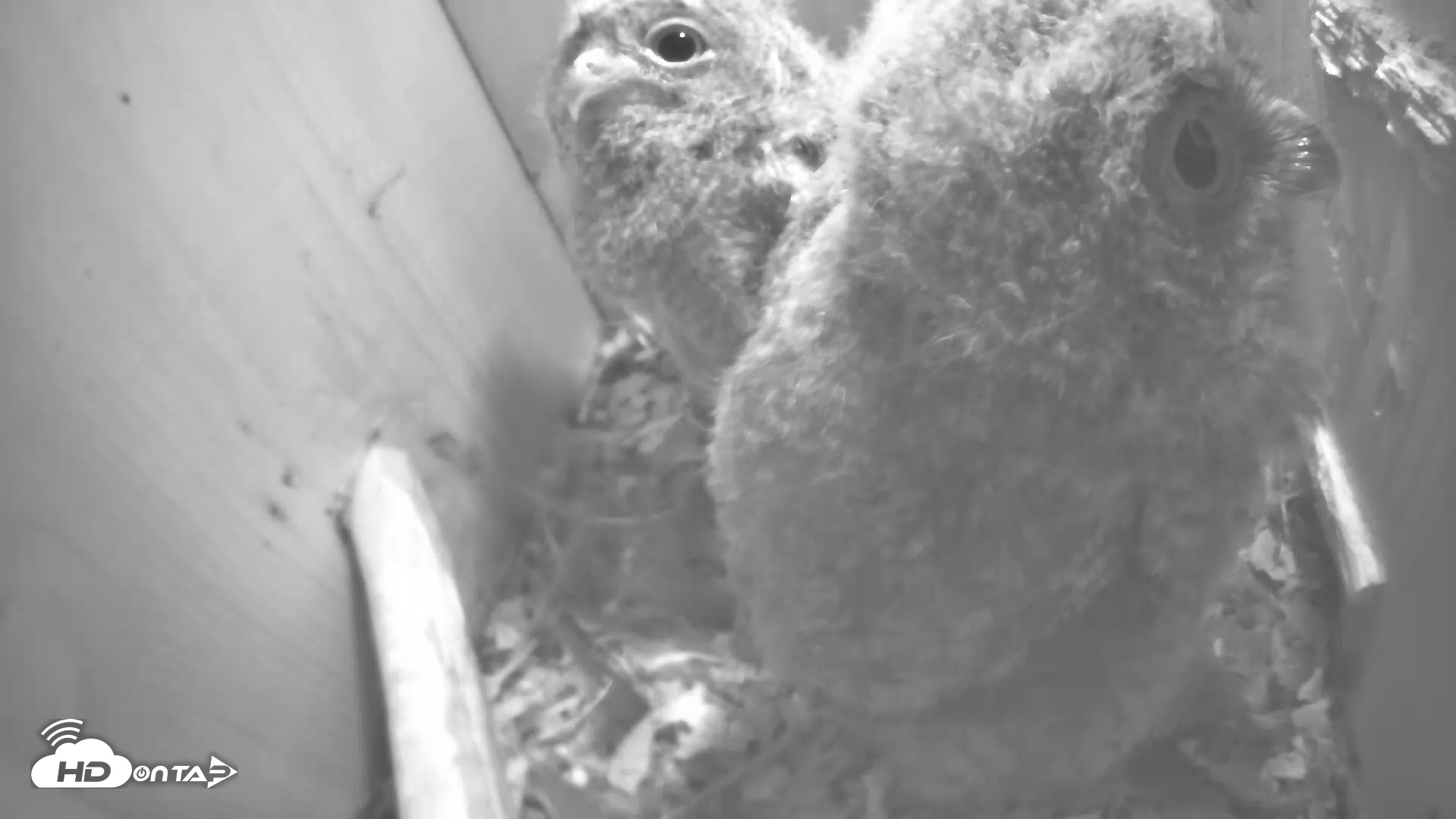 Snapshot of Eastern Screech Owl Nest Box Live Webcam taken Apr 24, 2025, 7:01am CDT