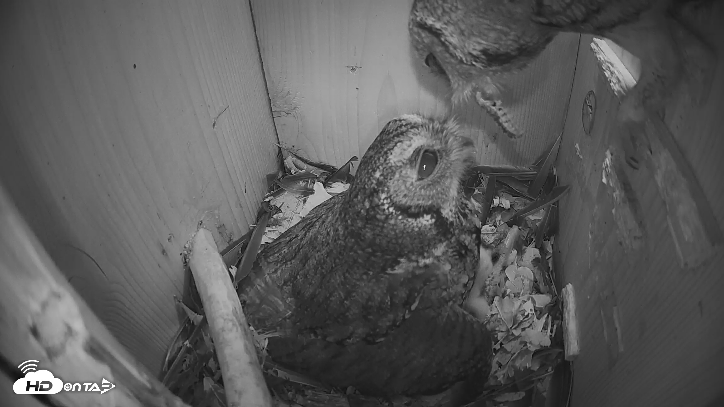 Snapshot of Eastern Screech Owl Nest Box Live Webcam taken Mar 20, 2026, 2:05am CDT