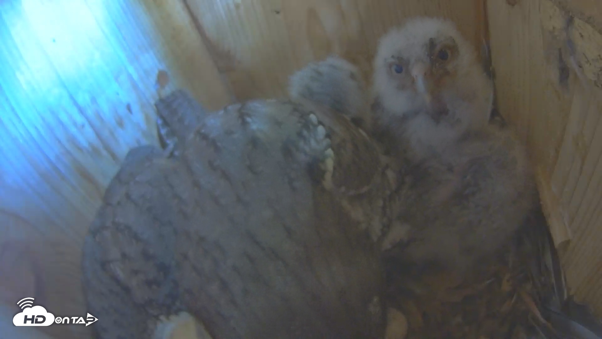 Snapshot of Eastern Screech Owl Nest Box Live Webcam taken Apr 12, 2025, 10:37am CDT