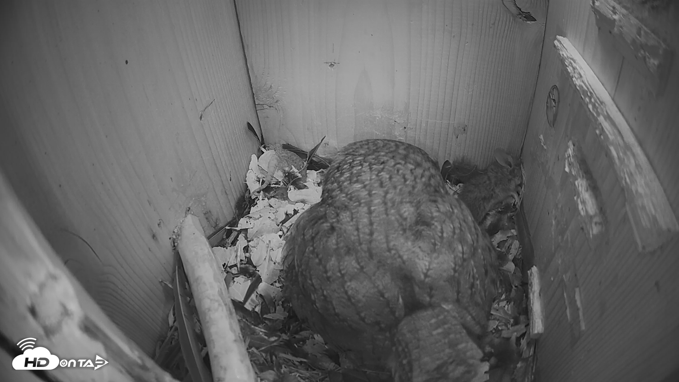 Snapshot of Eastern Screech Owl Nest Box Live Webcam taken Mar 18, 2026, 11:48pm CDT