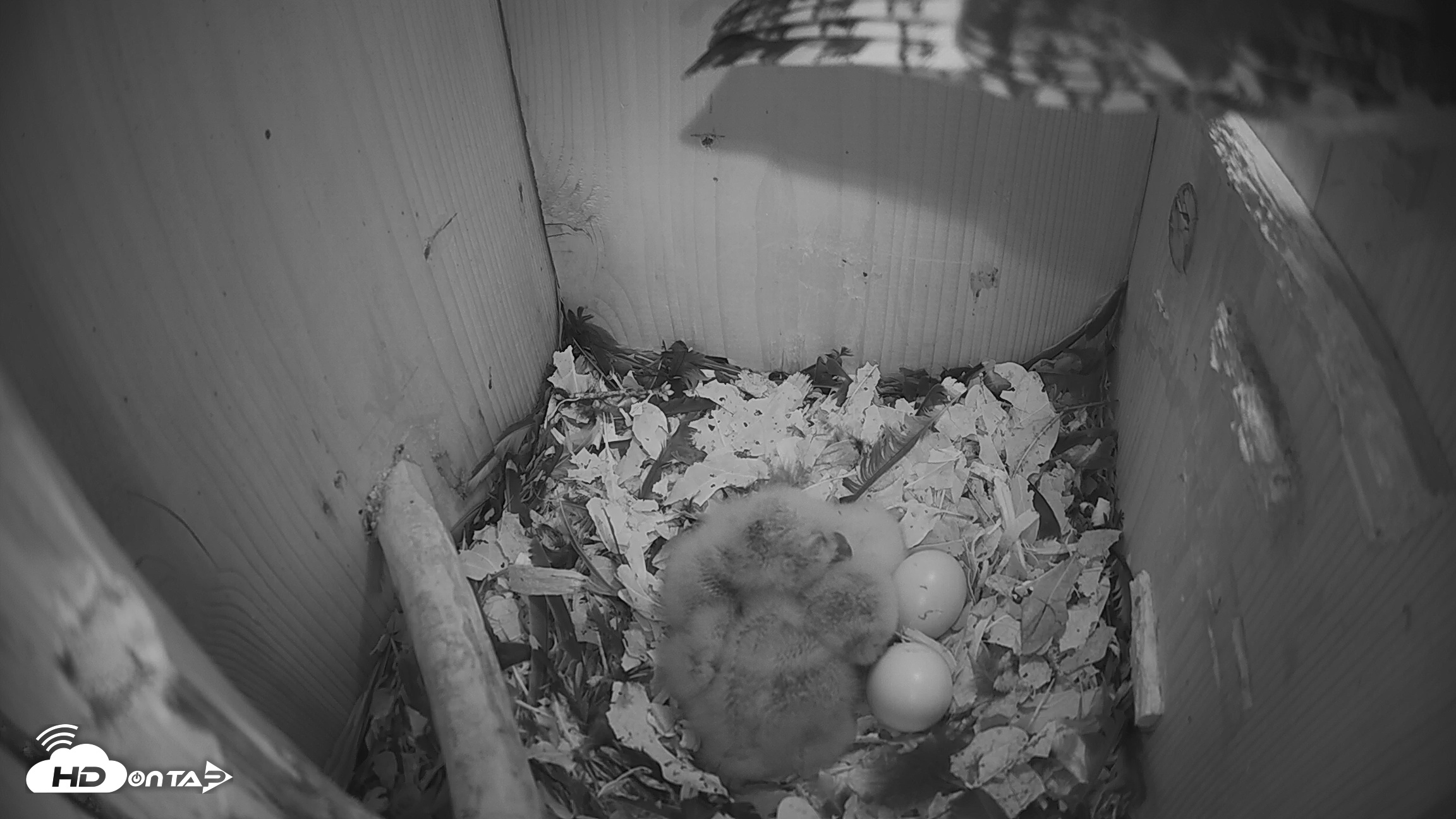 Snapshot of Eastern Screech Owl Nest Box Live Webcam taken Mar 25, 2026, 7:23am CDT