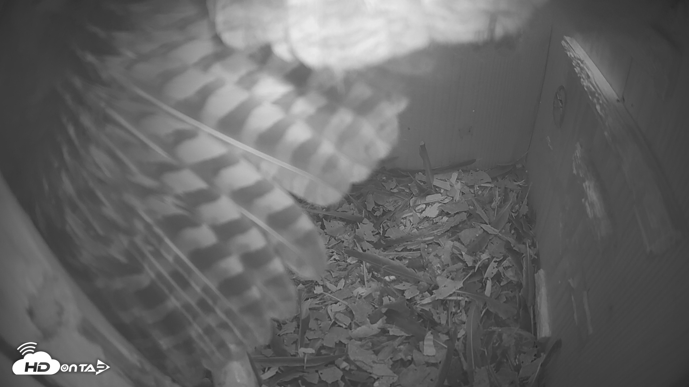 Snapshot of Eastern Screech Owl Nest Box Live Webcam taken Apr 20, 2026, 8:08pm CDT